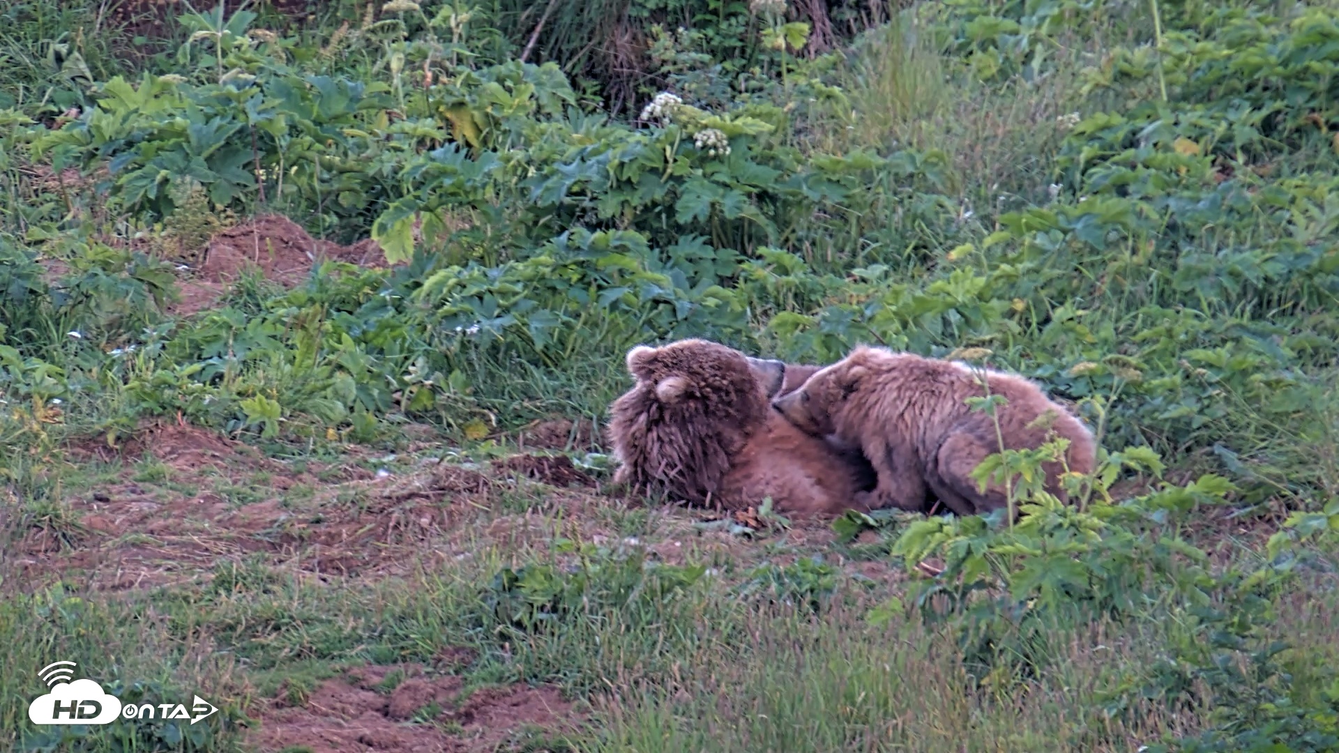 Snapshot of Kodiak Alaska Brown Bears Live Webcam taken Aug 1, 2026, 10:13pm AKDT