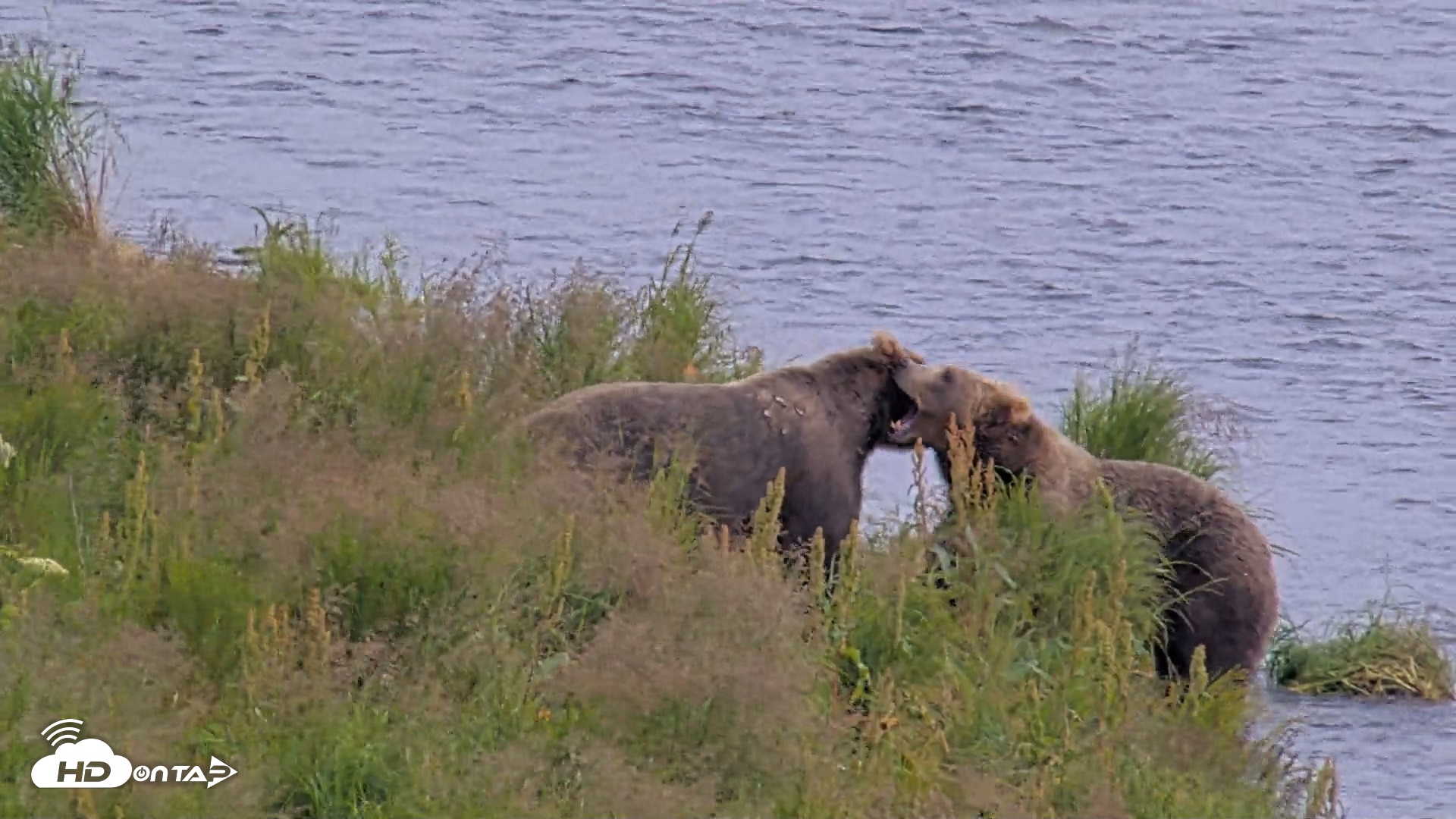 Snapshot of Kodiak Alaska Brown Bears Live Webcam taken Aug 9, 2026, 4:33pm AKDT