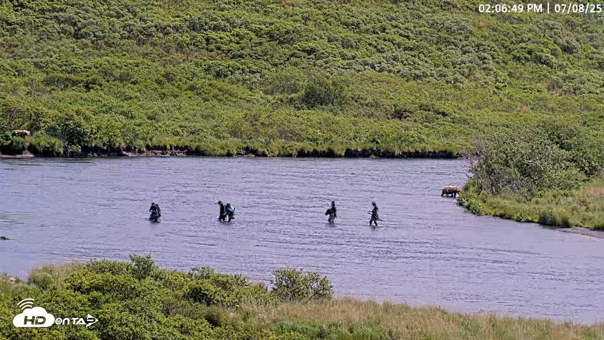 Snapshot of Kodiak Alaska Brown Bears Live Webcam taken Jul 8, 2025, 2:07pm AKDT