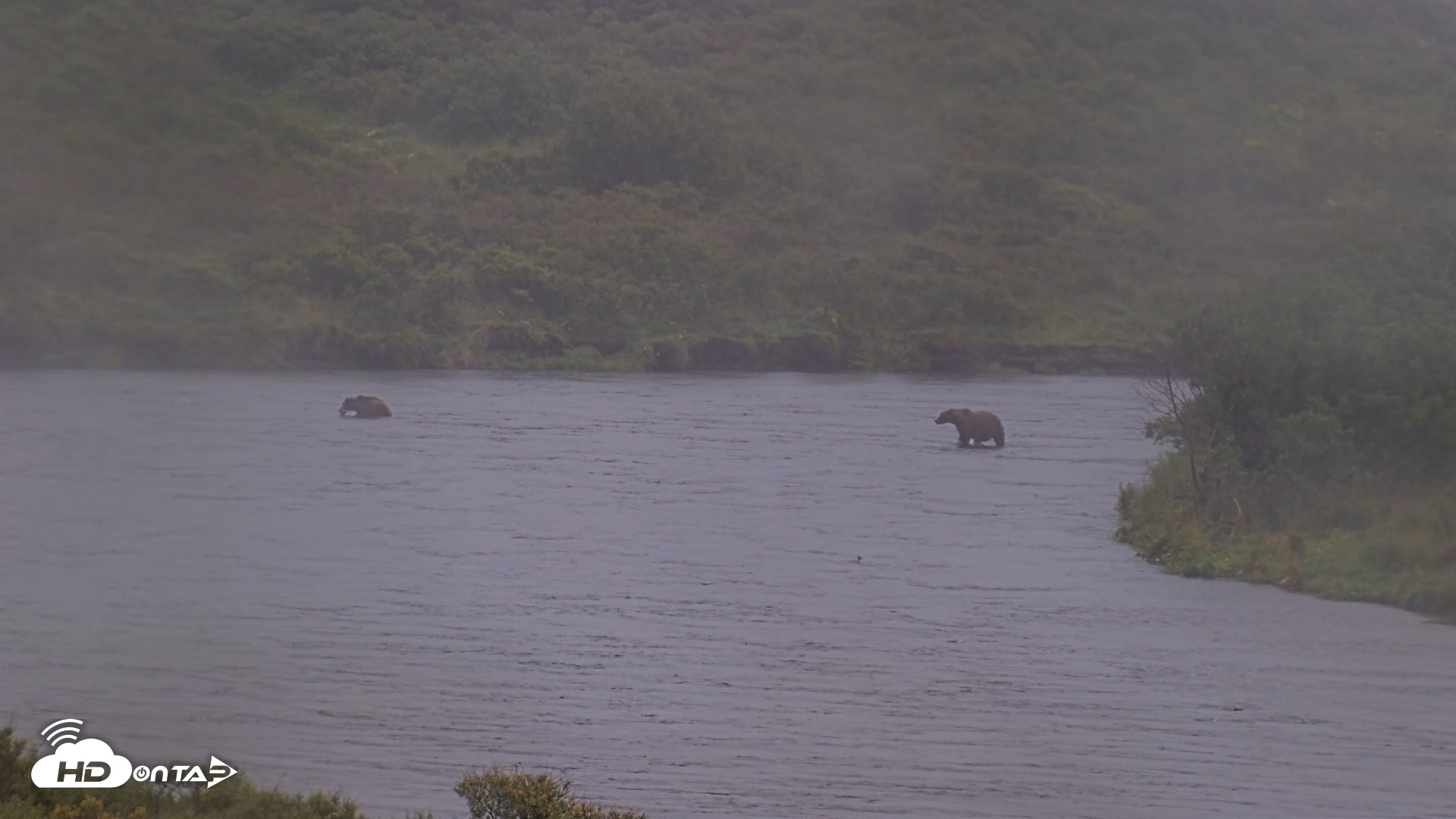 Snapshot of Kodiak Alaska Brown Bears Live Webcam taken Sep 4, 2026, 7:31pm AKDT