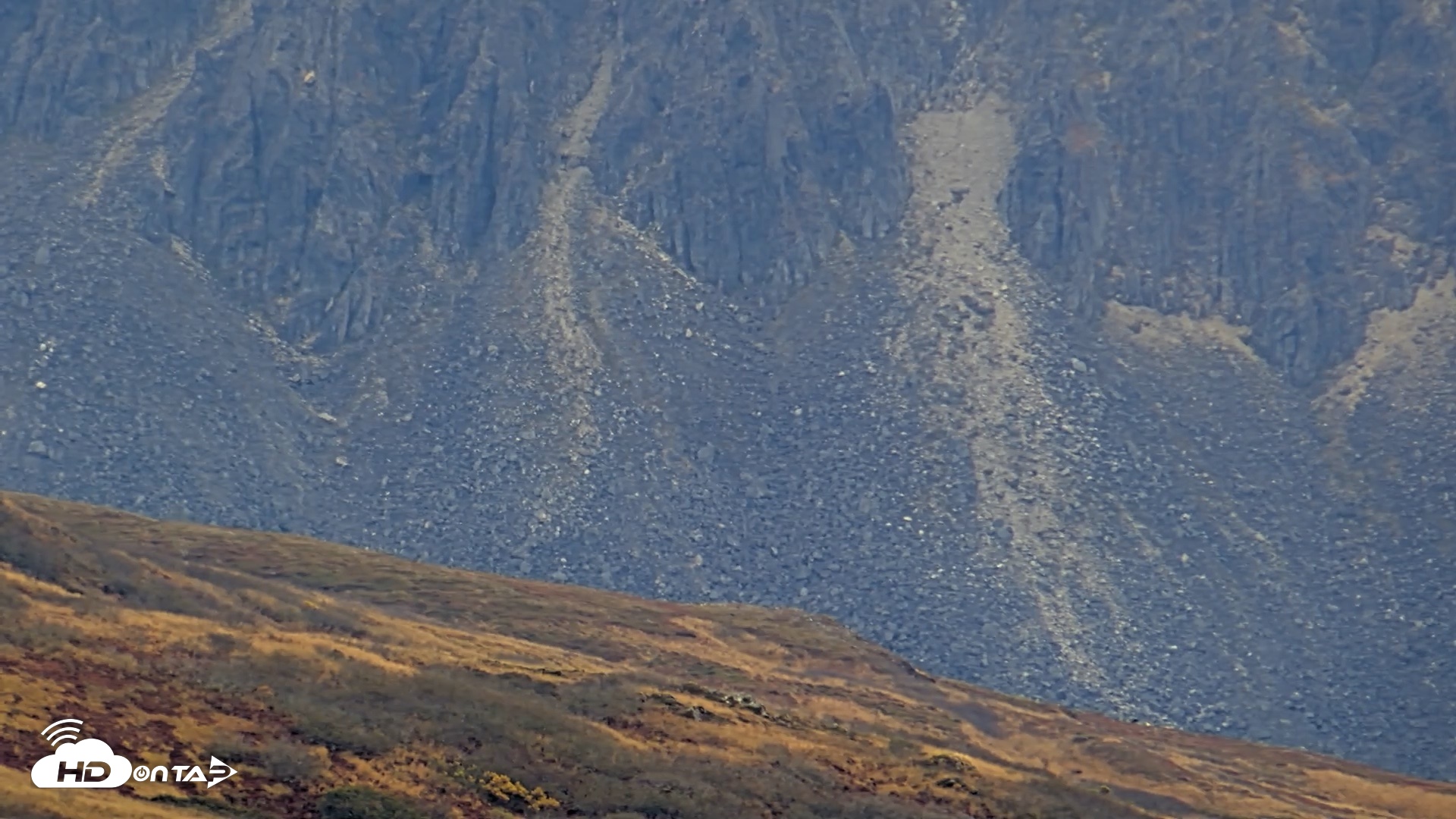Snapshot of Kodiak Alaska Brown Bears Live Webcam taken Oct 6, 2026, 2:19pm AKDT