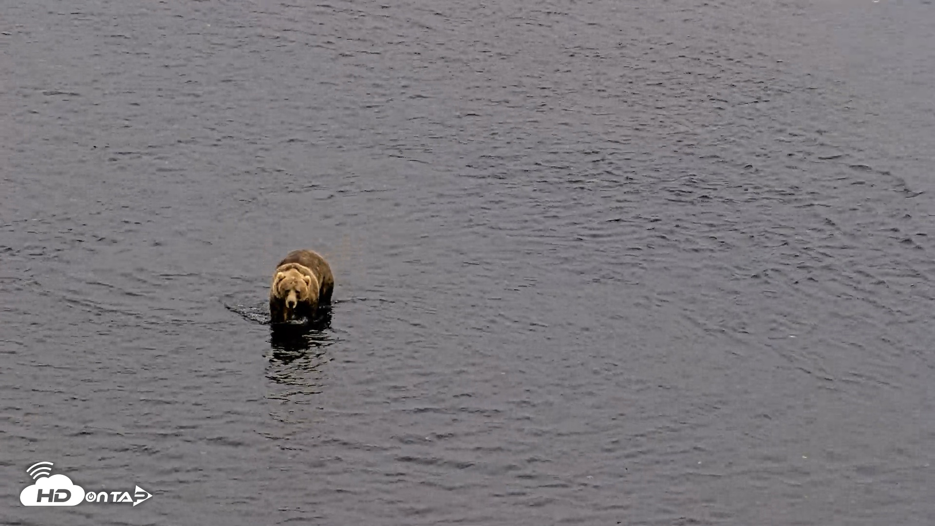 Snapshot of Kodiak Alaska Brown Bears Live Webcam taken Aug 10, 2026, 8:41pm AKDT