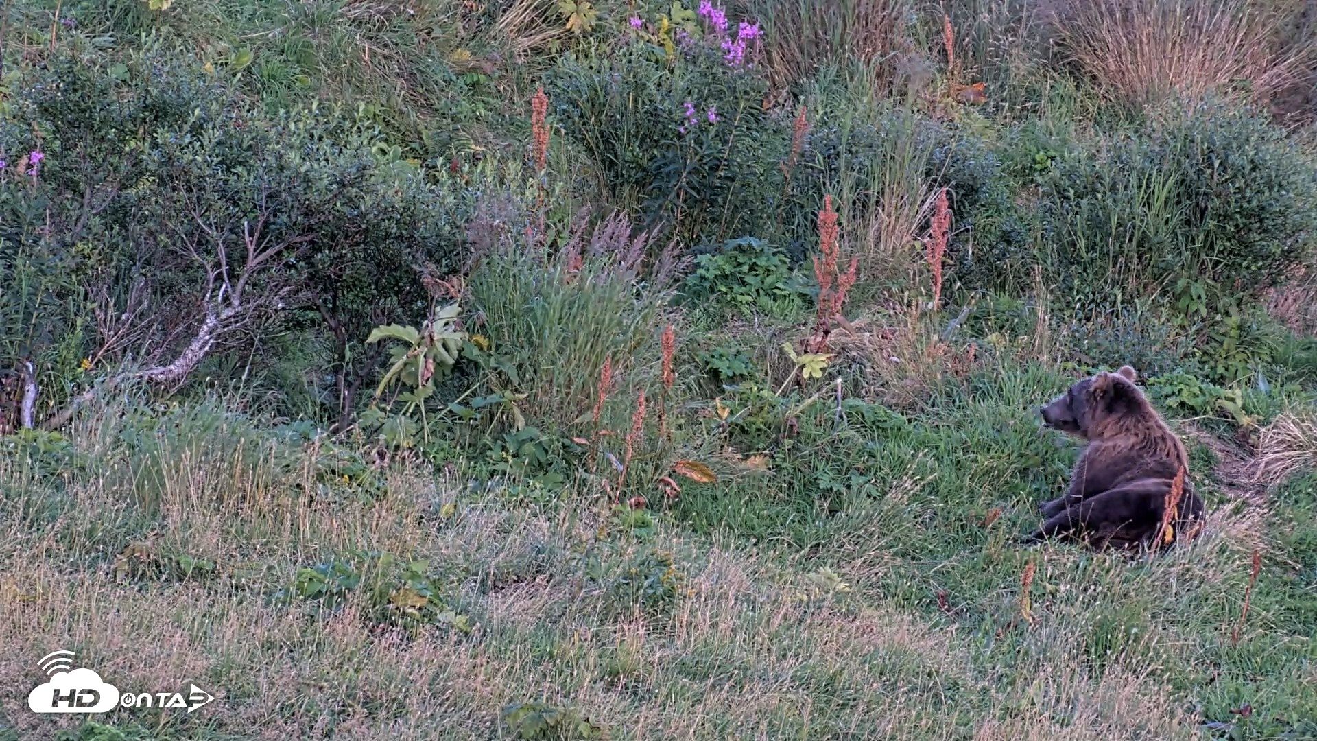Snapshot of Kodiak Alaska Brown Bears Live Webcam taken Aug 26, 2026, 8:56pm AKDT