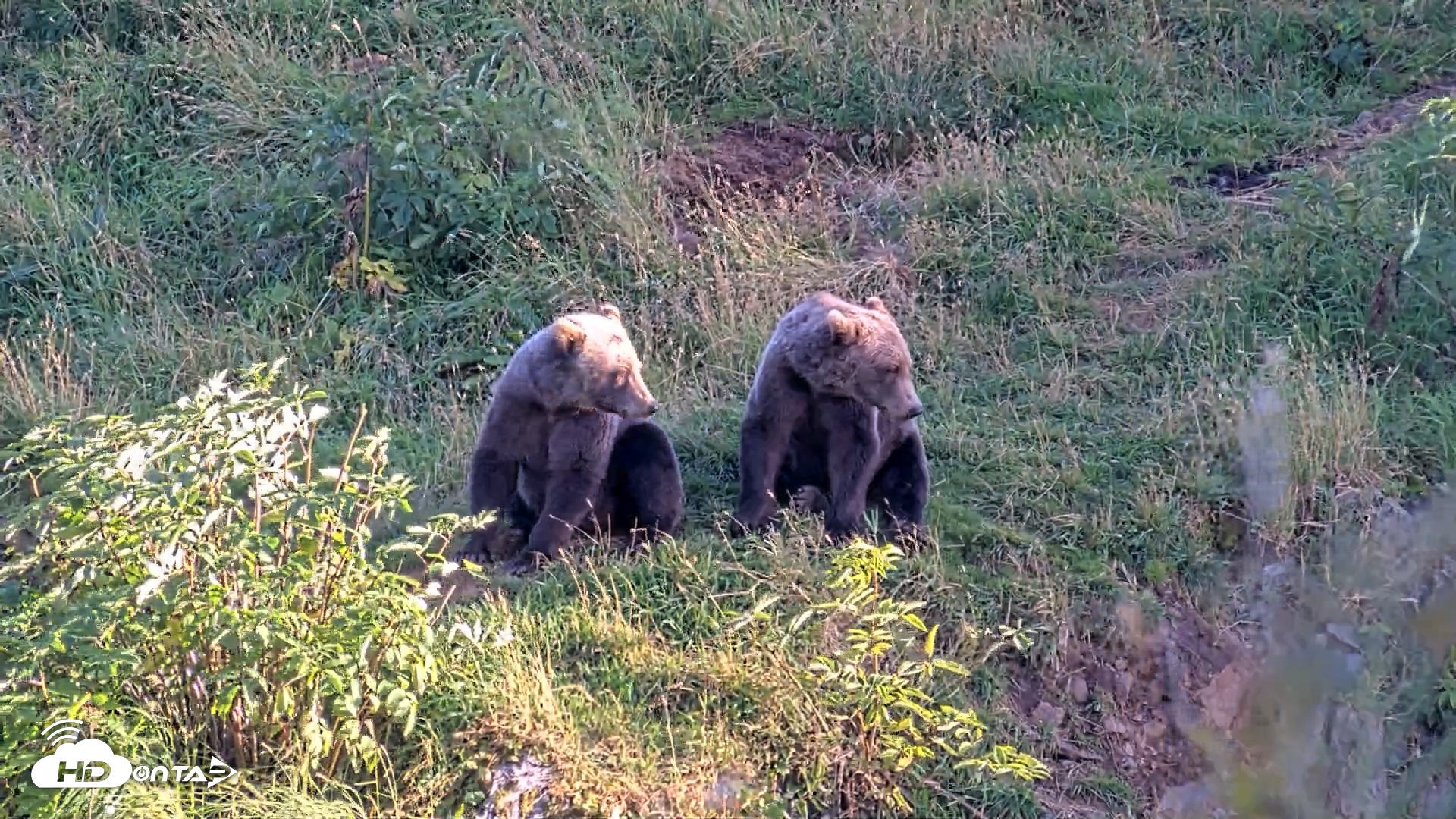 Snapshot of Kodiak Alaska Brown Bears Live Webcam taken Aug 26, 2026, 7:47pm AKDT