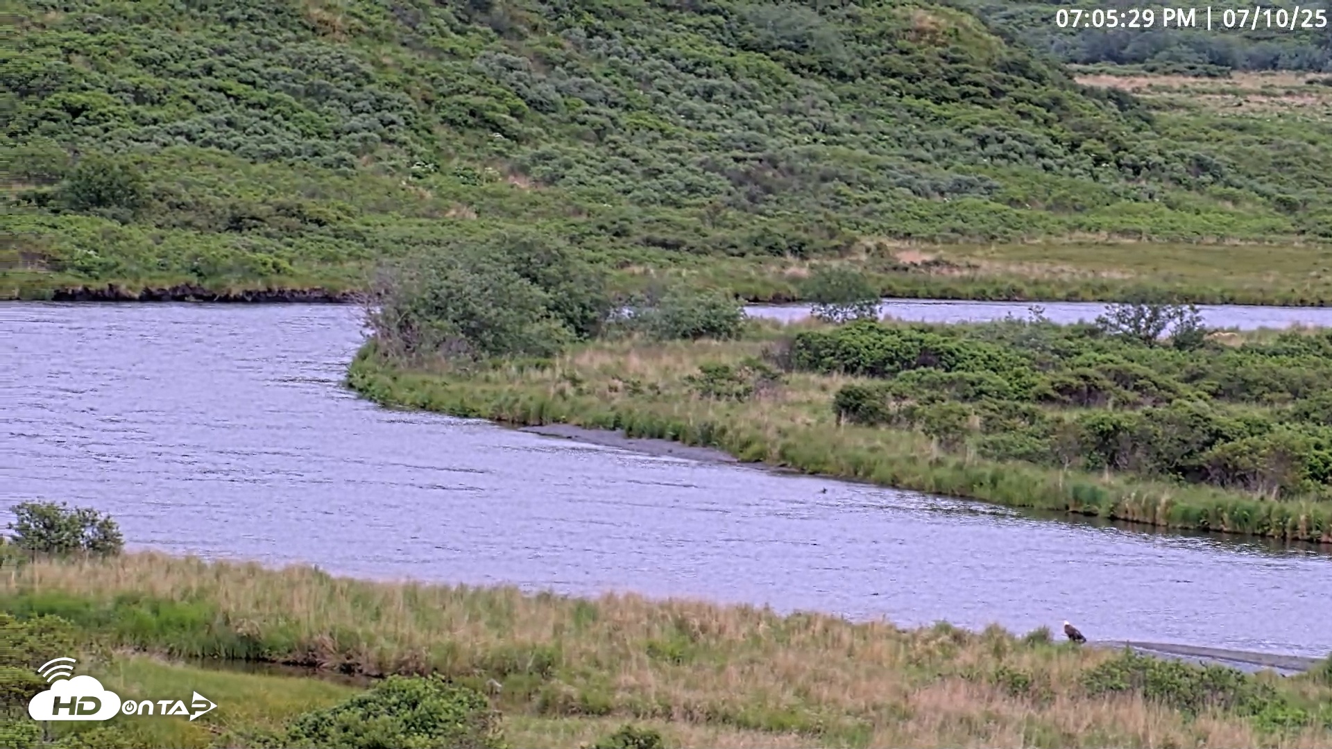 Snapshot of Kodiak Alaska Brown Bears Live Webcam taken Jul 10, 2025, 7:06pm AKDT
