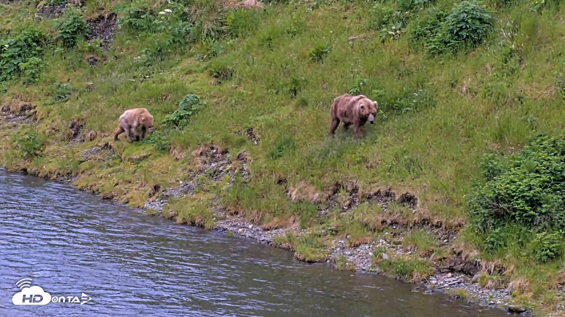 Snapshot of Kodiak Alaska Brown Bears Live Webcam taken Jul 19, 2026, 8:45pm AKDT