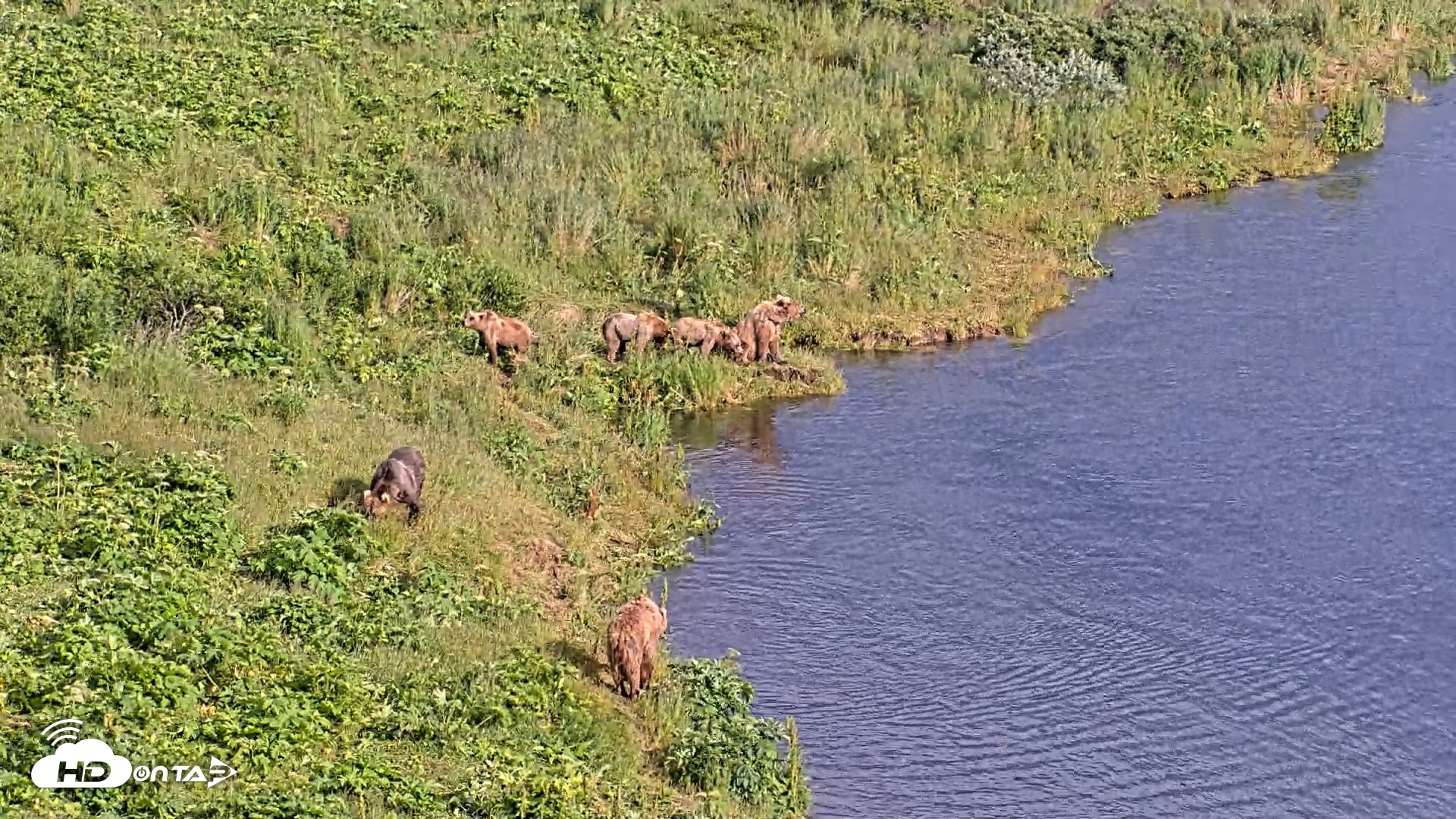 Snapshot of Kodiak Alaska Brown Bears Live Webcam taken Jul 28, 2026, 6:52pm AKDT