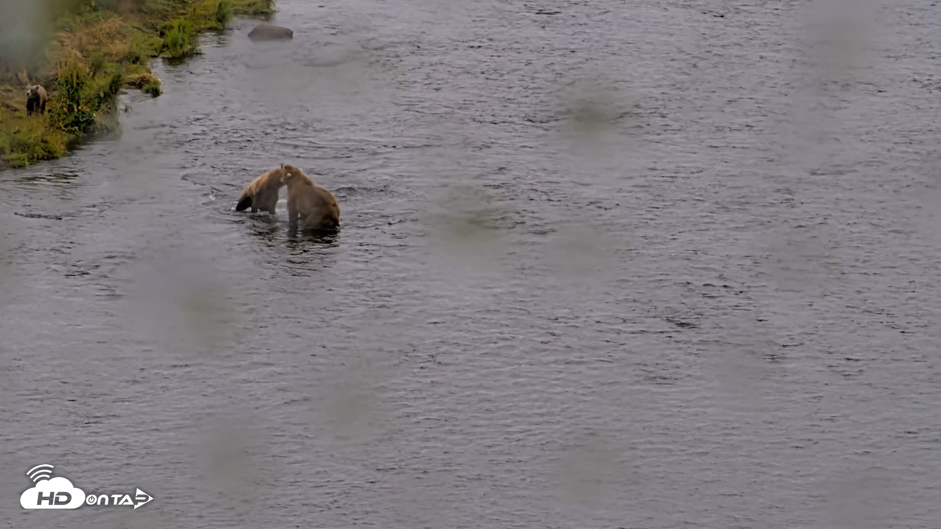 Snapshot of Kodiak Alaska Brown Bears Live Webcam taken Aug 12, 2026, 4:14pm AKDT