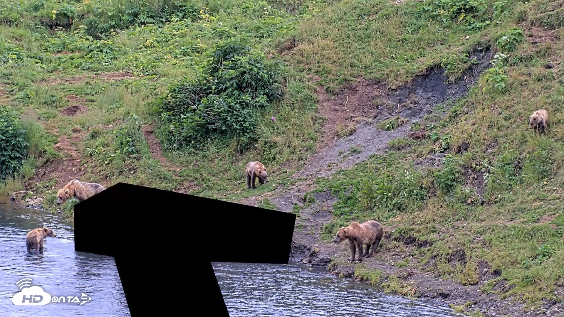 Snapshot of Kodiak Alaska Brown Bears Live Webcam taken Aug 7, 2026, 5:33pm AKDT