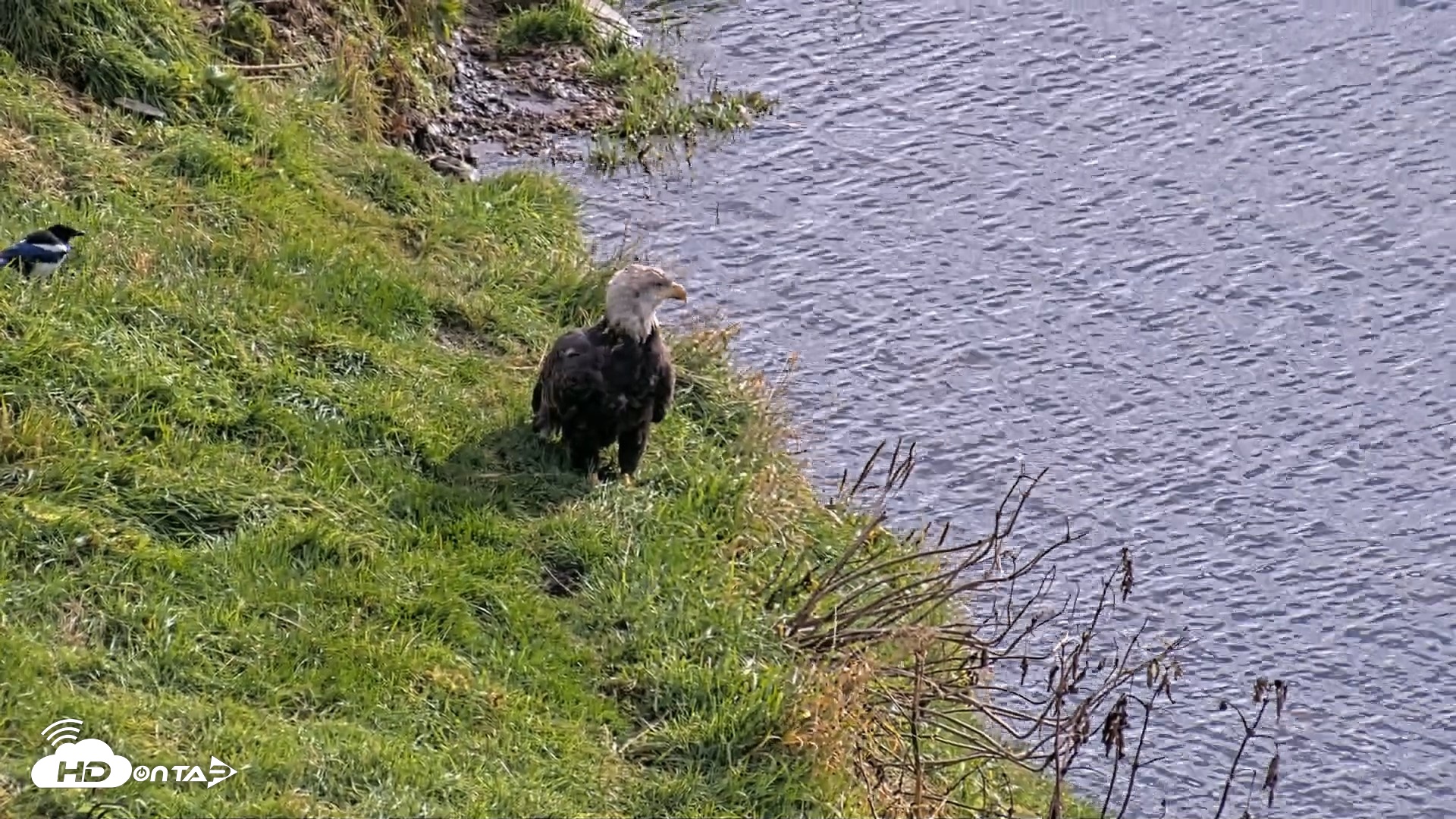 Snapshot of Kodiak Alaska Brown Bears Live Webcam taken Oct 8, 2026, 1:21pm AKDT