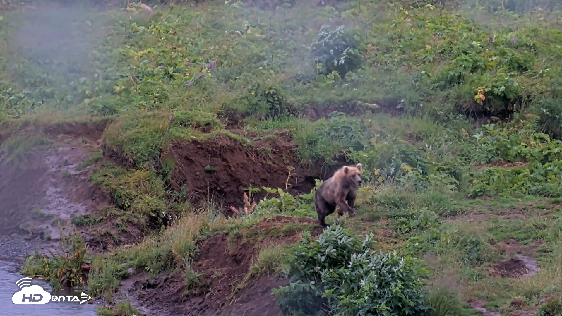 Snapshot of Kodiak Alaska Brown Bears Live Webcam taken Aug 12, 2026, 1:18pm AKDT