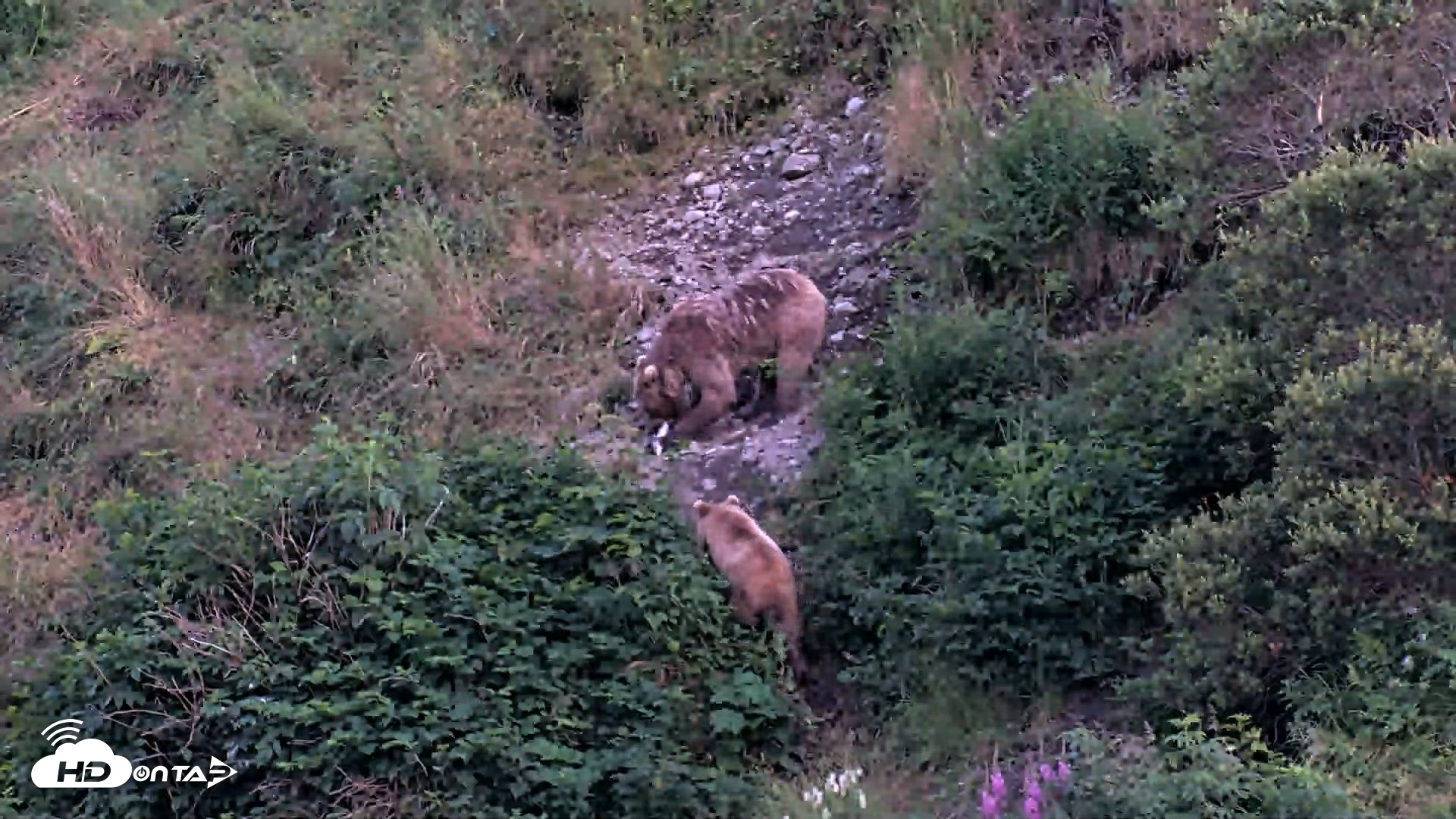 Snapshot of Kodiak Alaska Brown Bears Live Webcam taken Aug 8, 2026, 10:18pm AKDT