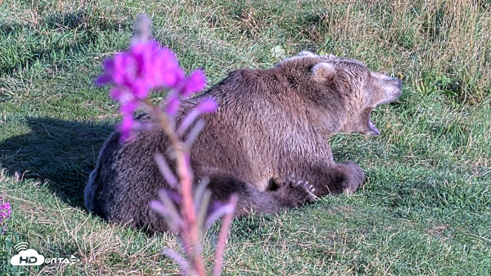 Snapshot of Kodiak Alaska Brown Bears Live Webcam taken Aug 23, 2026, 6:43pm AKDT
