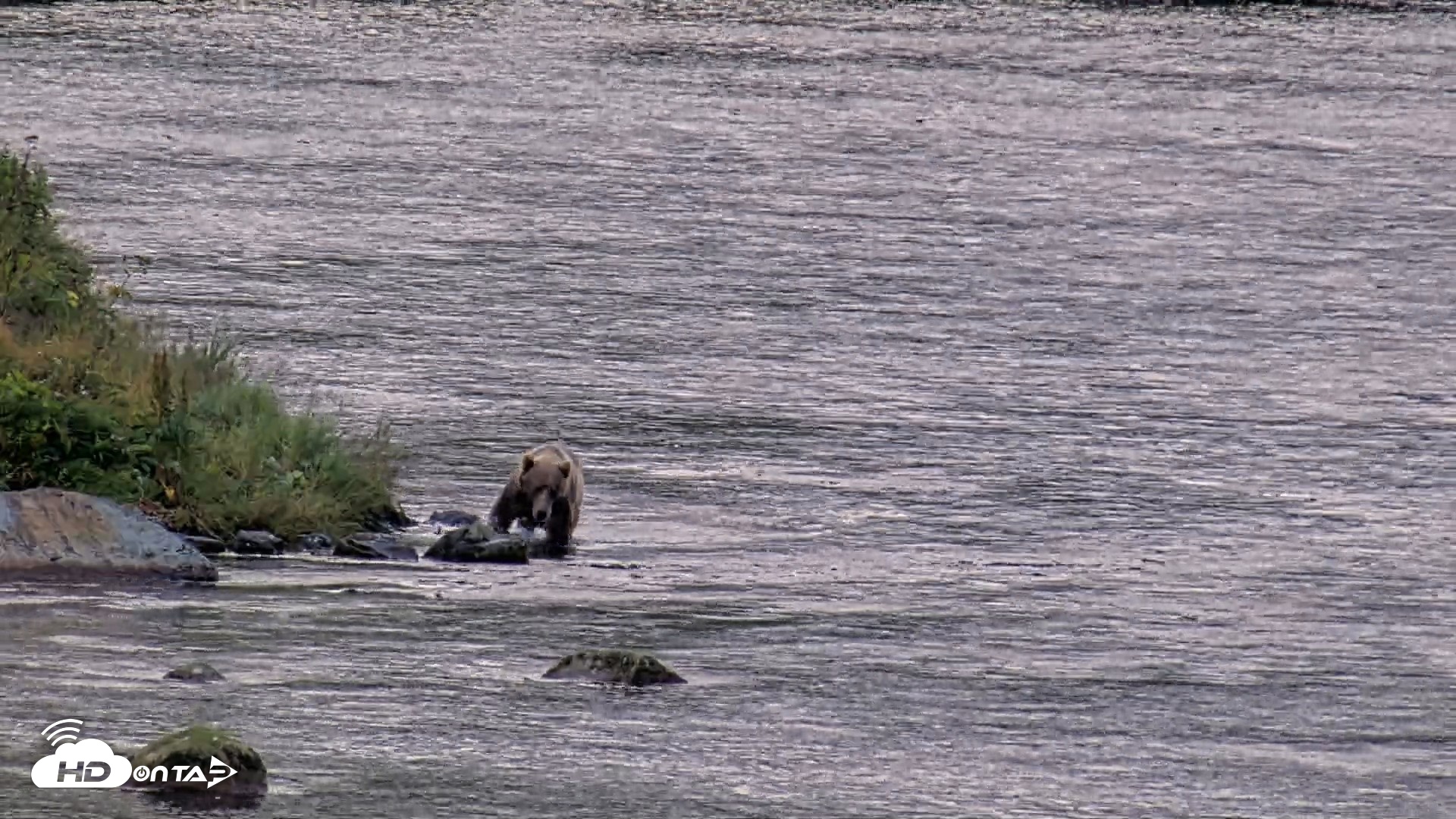 Snapshot of Kodiak Alaska Brown Bears Live Webcam taken Aug 22, 2026, 7:53pm AKDT