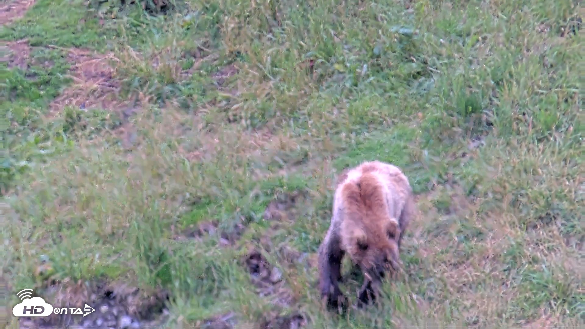 Snapshot of Kodiak Alaska Brown Bears Live Webcam taken Aug 7, 2026, 3:40pm AKDT