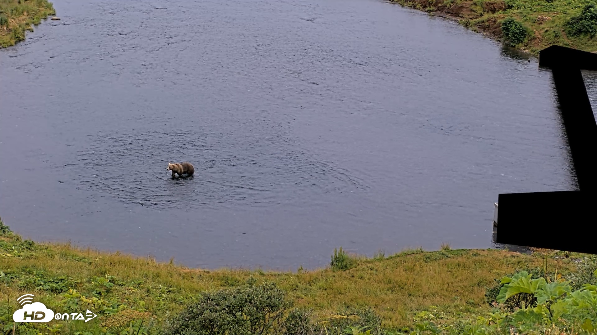 Snapshot of Kodiak Alaska Brown Bears Live Webcam taken Aug 10, 2026, 8:41pm AKDT