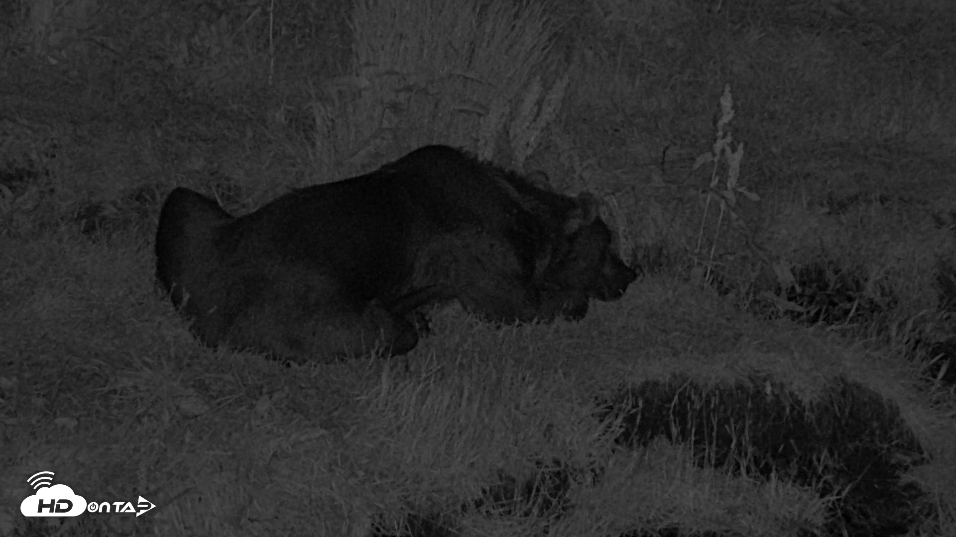 Snapshot of Kodiak Alaska Brown Bears Live Webcam taken Aug 10, 2026, 11:41pm AKDT