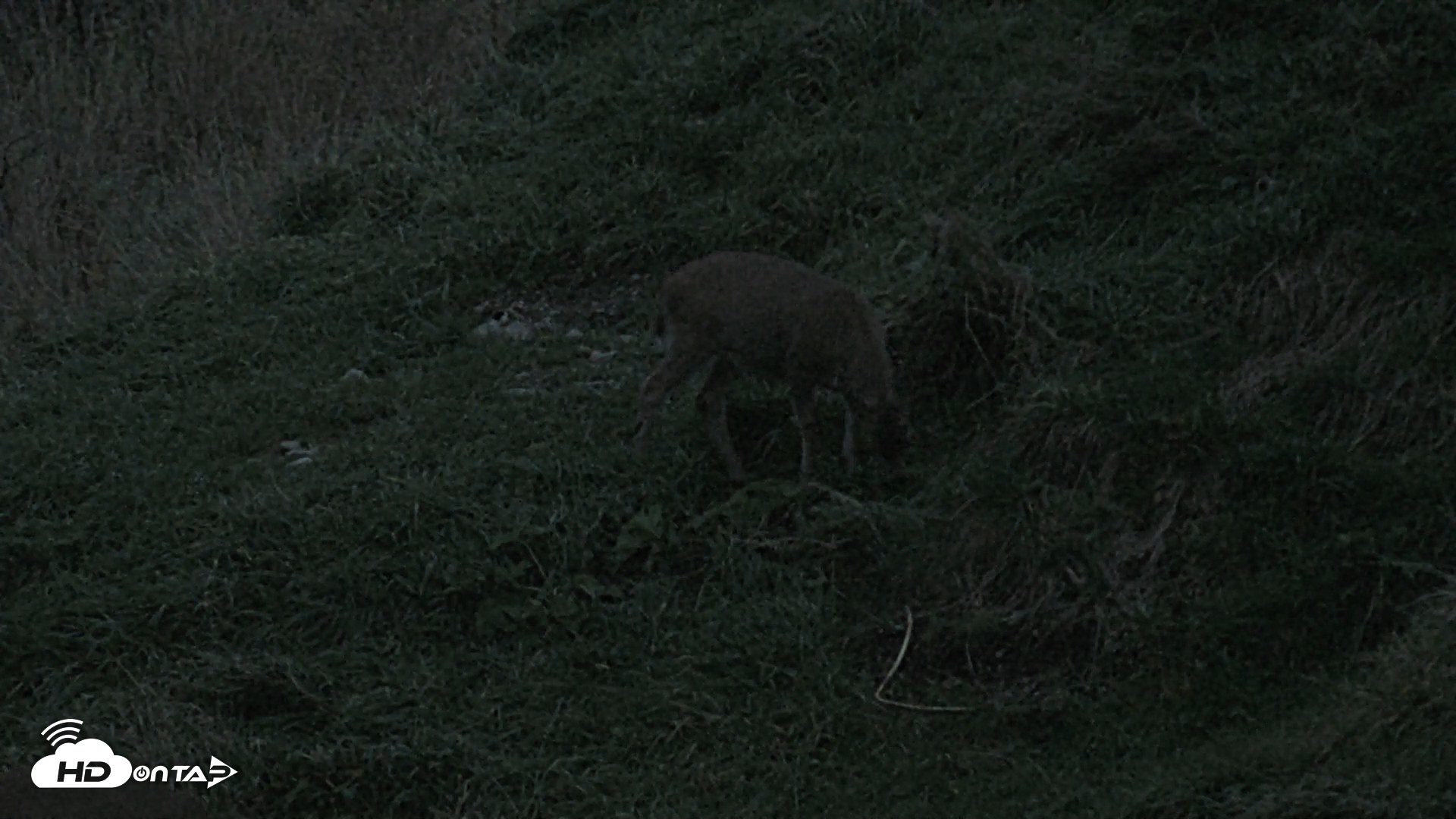 Snapshot of Kodiak Alaska Brown Bears Live Webcam taken Oct 6, 2026, 8:03pm AKDT