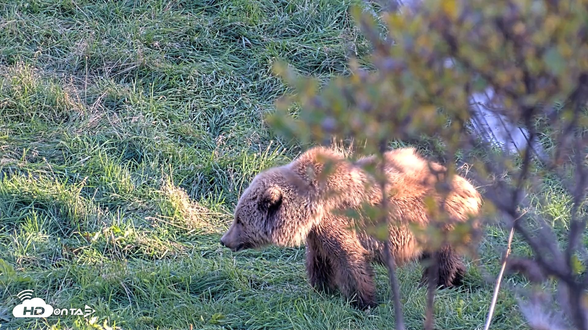 Snapshot of Kodiak Alaska Brown Bears Live Webcam taken Oct 2, 2026, 6:31pm AKDT