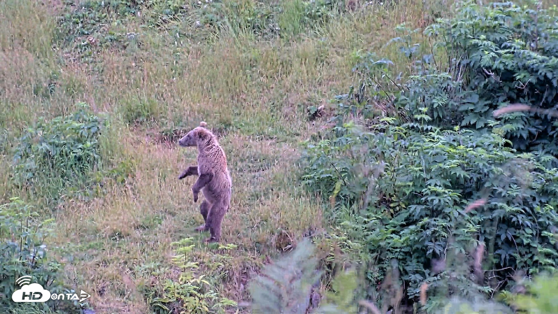 Snapshot of Kodiak Alaska Brown Bears Live Webcam taken Aug 10, 2026, 6:45pm AKDT