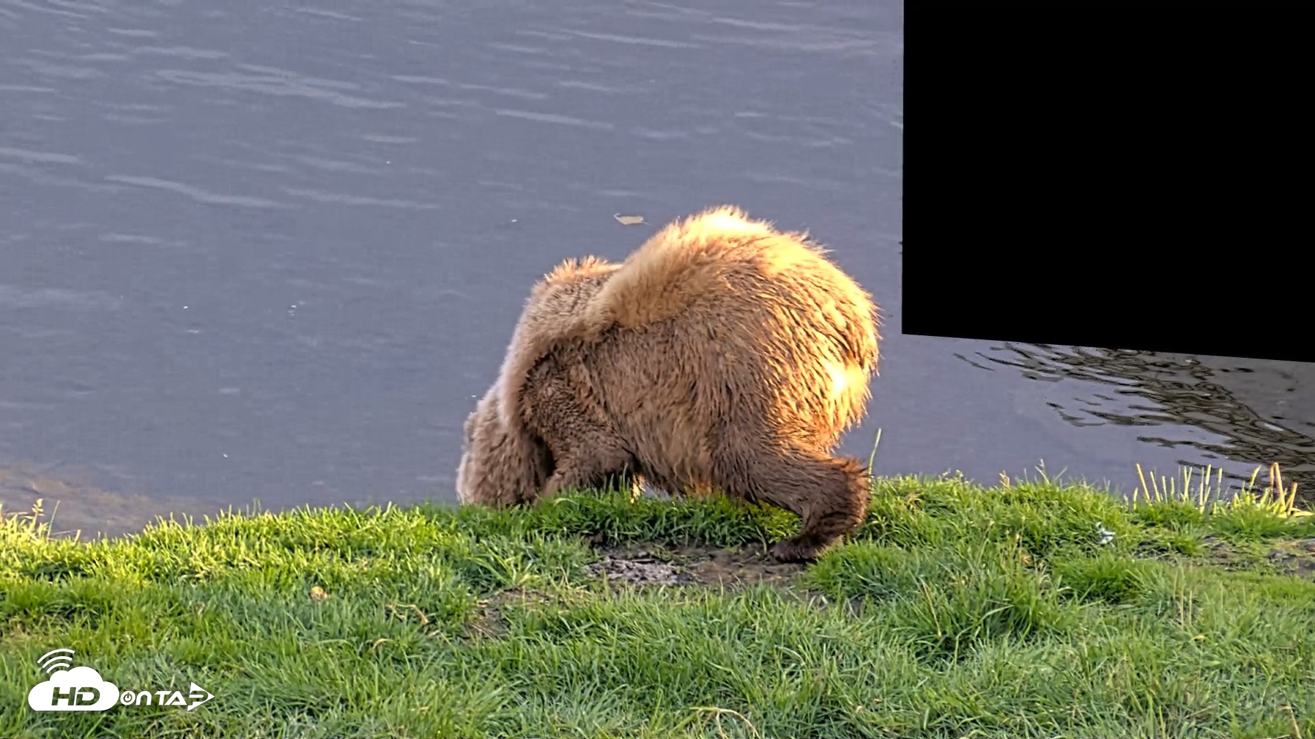 Snapshot of Kodiak Alaska Brown Bears Live Webcam taken Oct 2, 2026, 6:16pm AKDT