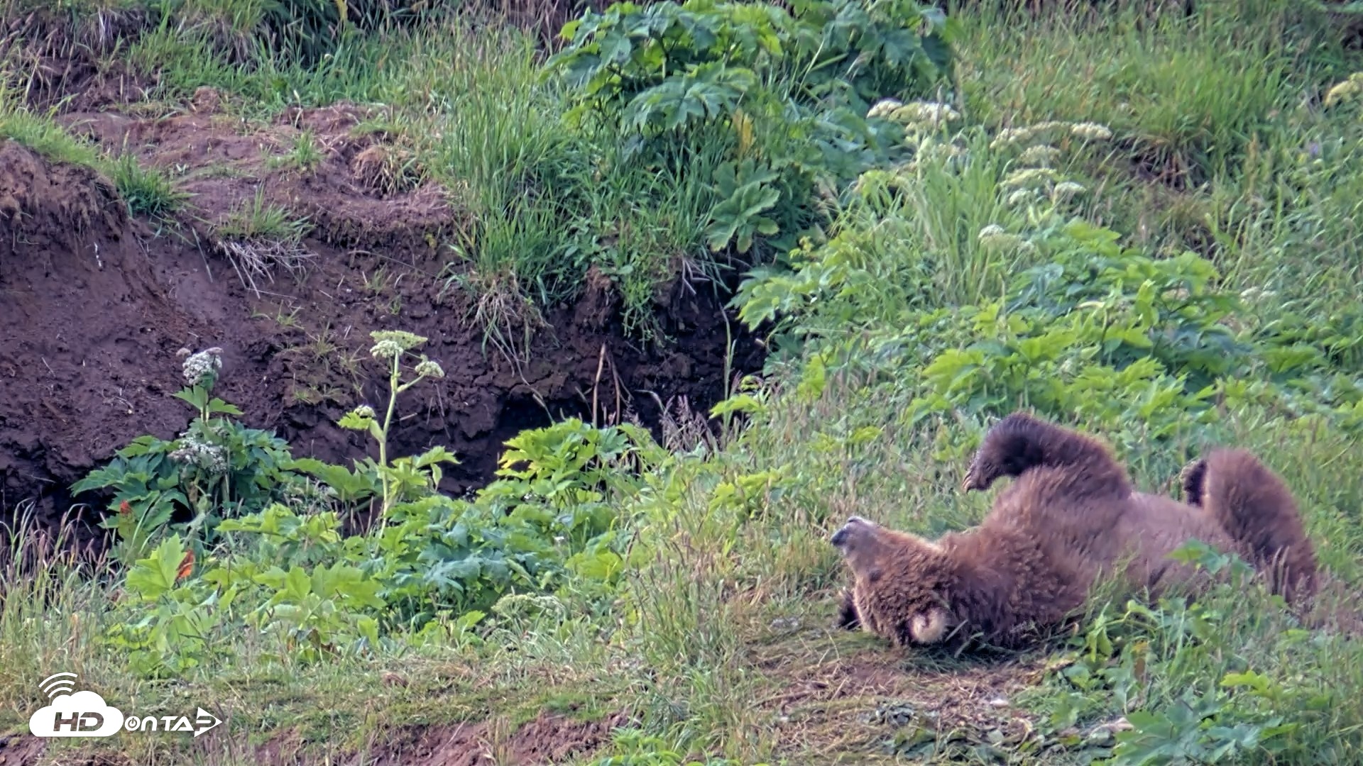 Snapshot of Kodiak Alaska Brown Bears Live Webcam taken Jul 27, 2026, 8:44am AKDT