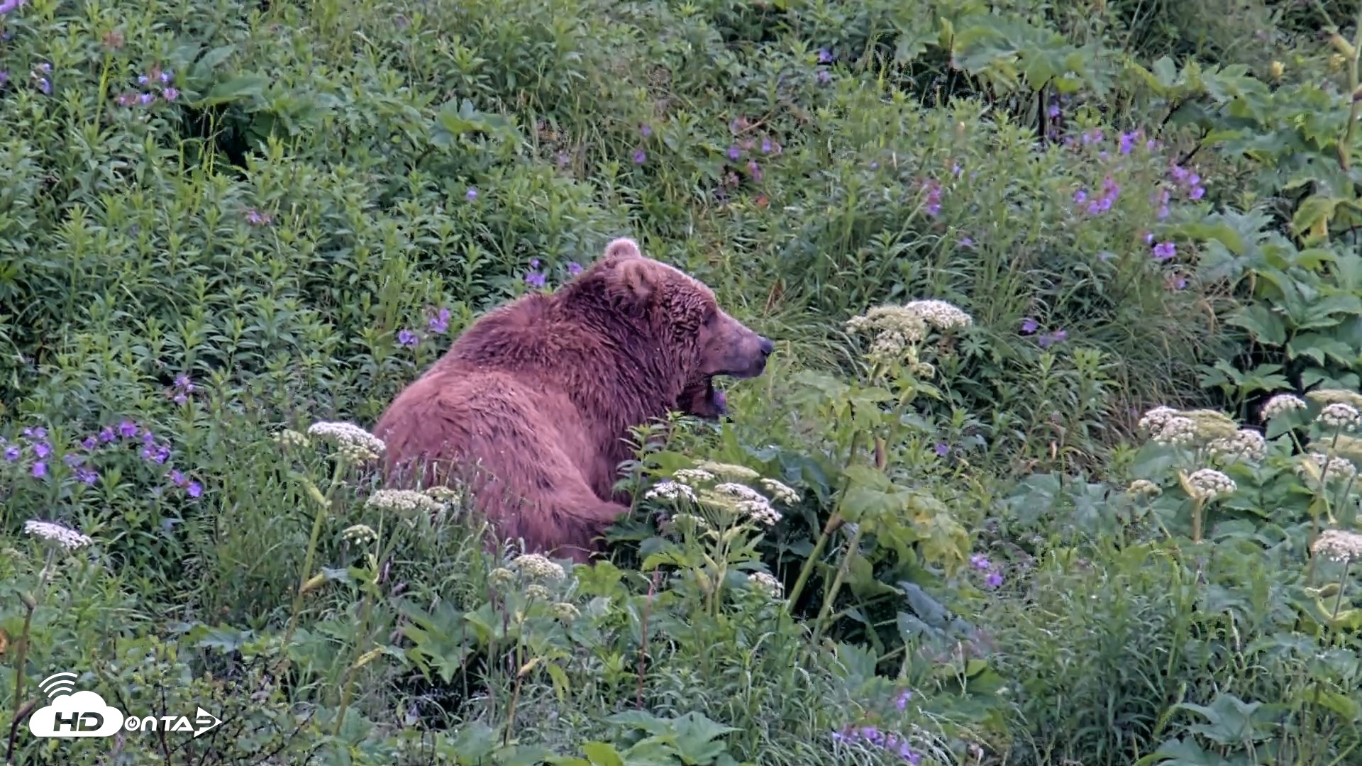 Snapshot of Kodiak Alaska Brown Bears Live Webcam taken Jul 22, 2026, 5:10pm AKDT
