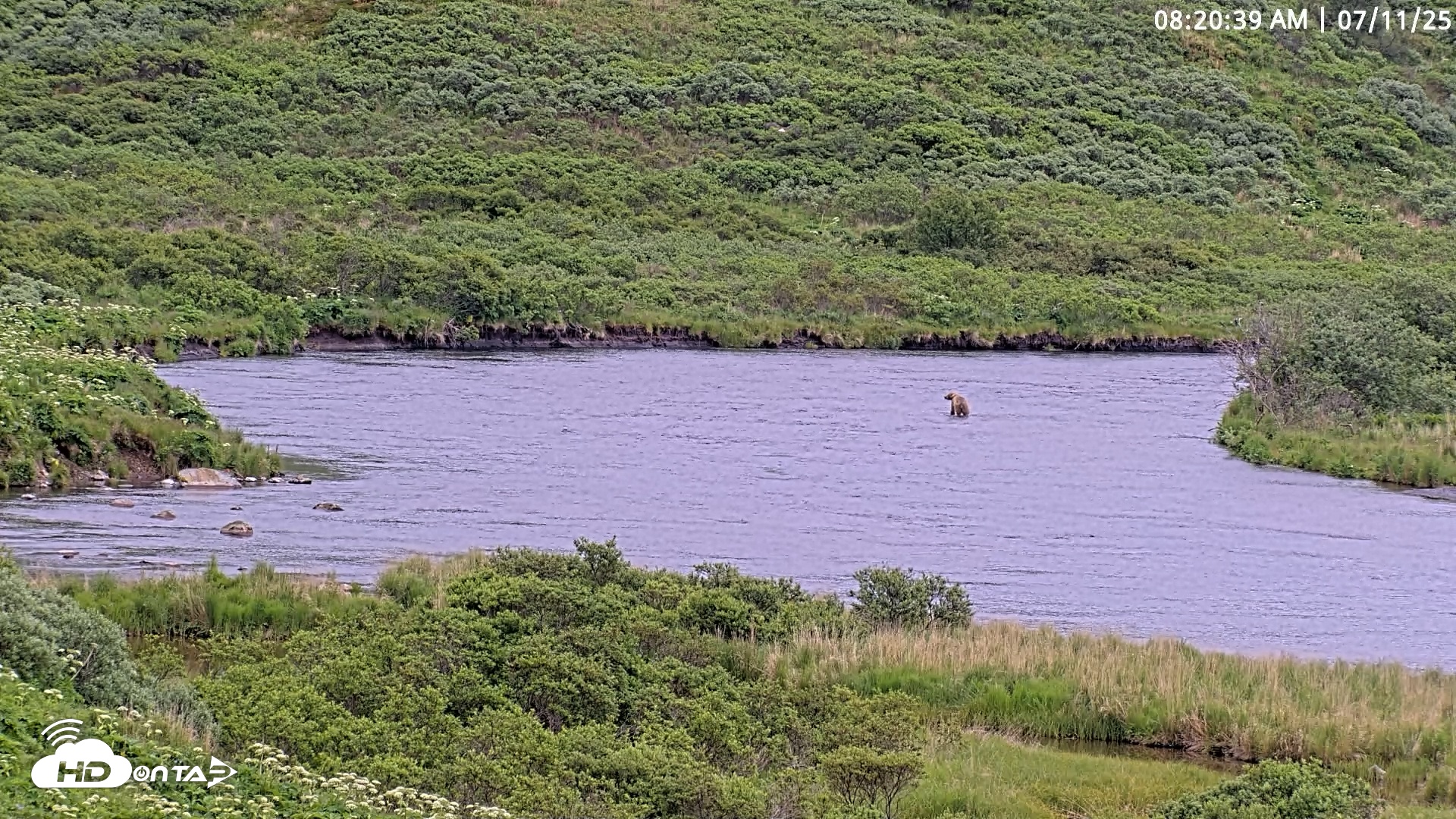 Snapshot of Kodiak Alaska Brown Bears Live Webcam taken Jul 11, 2025, 8:21am AKDT