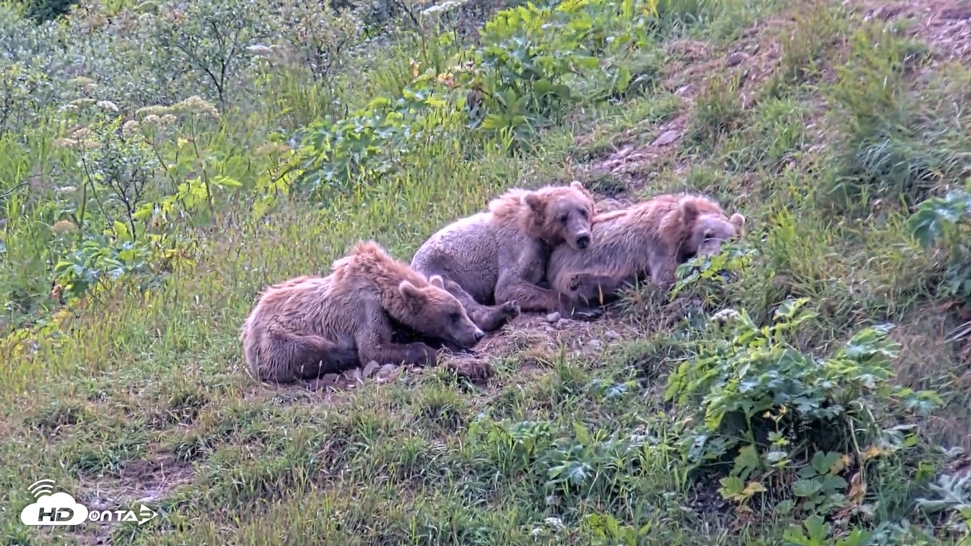Snapshot of Kodiak Alaska Brown Bears Live Webcam taken Aug 1, 2026, 2:06pm AKDT
