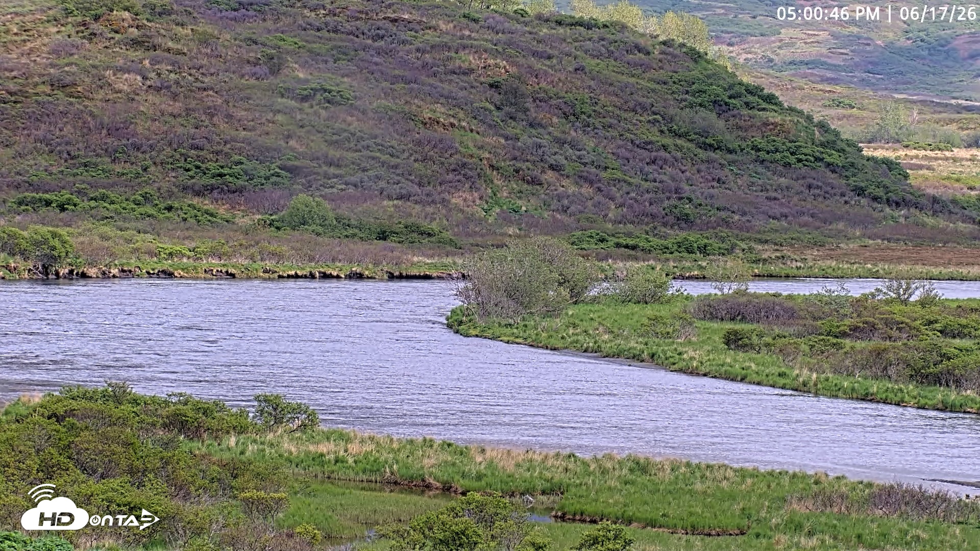 Snapshot of Kodiak Alaska Brown Bears Live Webcam taken Jun 17, 2026, 5:01pm AKDT