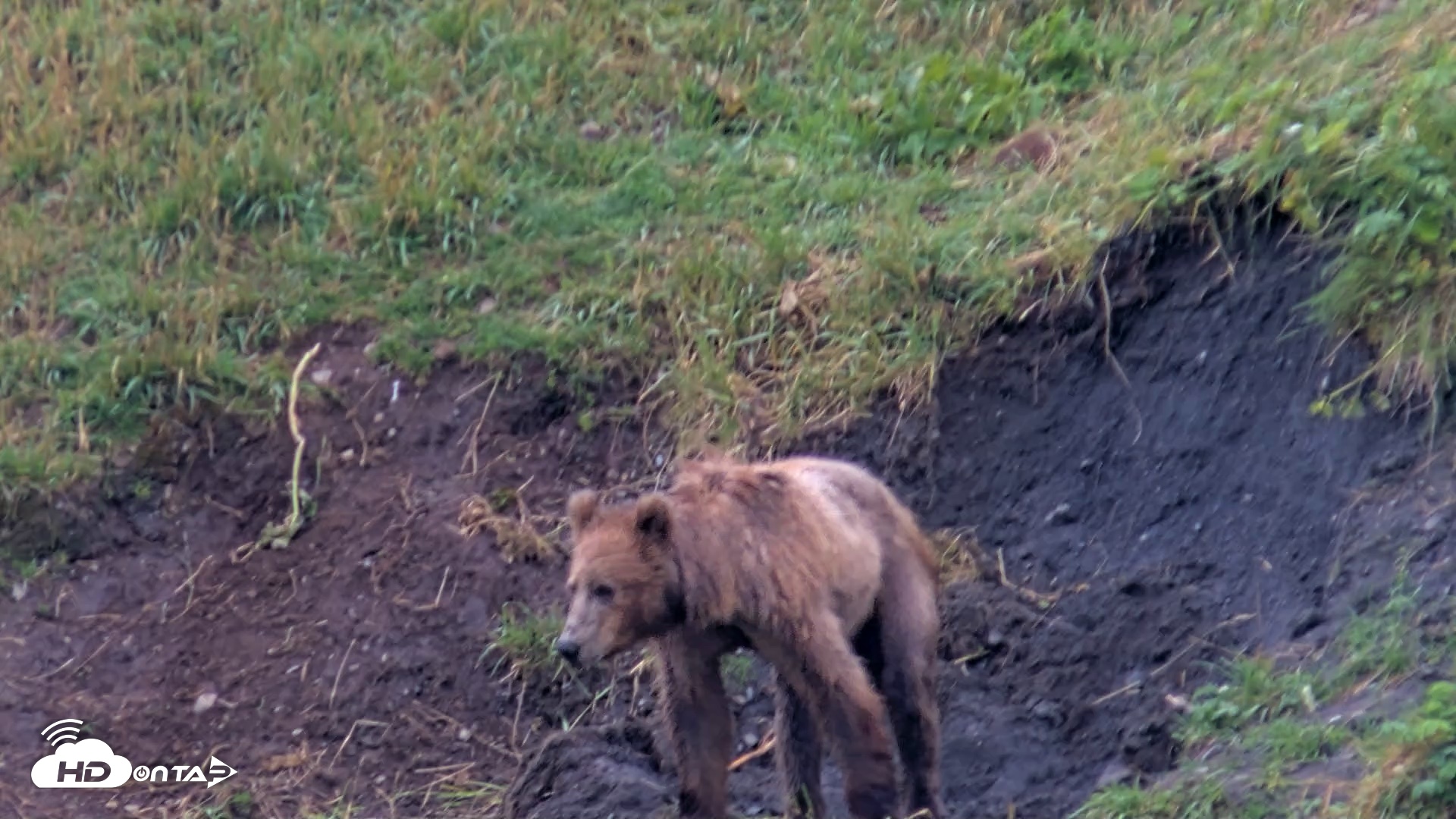 Snapshot of Kodiak Alaska Brown Bears Live Webcam taken Aug 7, 2026, 7:43am AKDT