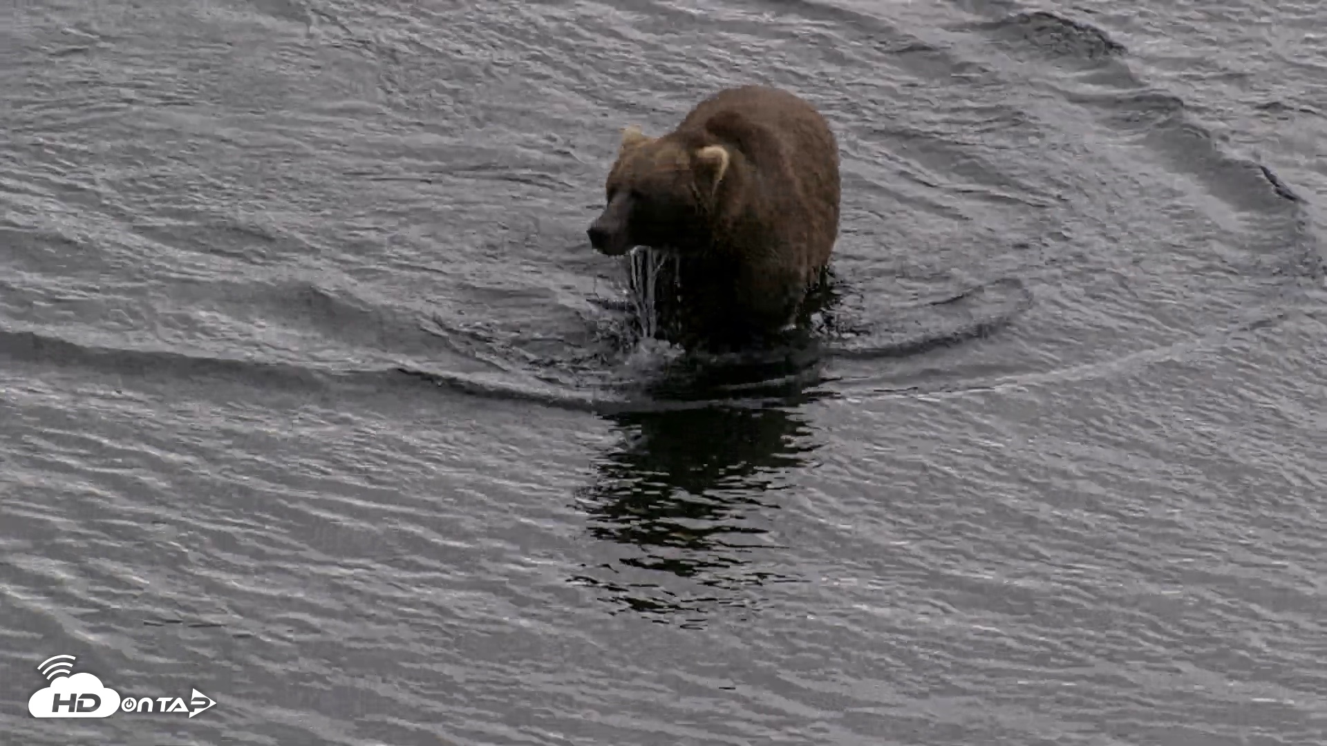Snapshot of Kodiak Alaska Brown Bears Live Webcam taken Aug 20, 2026, 5:43pm AKDT