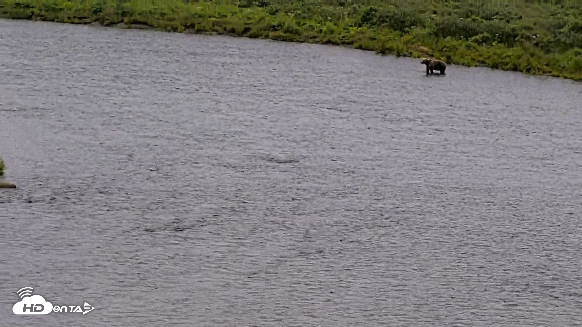 Snapshot of Kodiak Alaska Brown Bears Live Webcam taken Aug 7, 2026, 10:57am AKDT