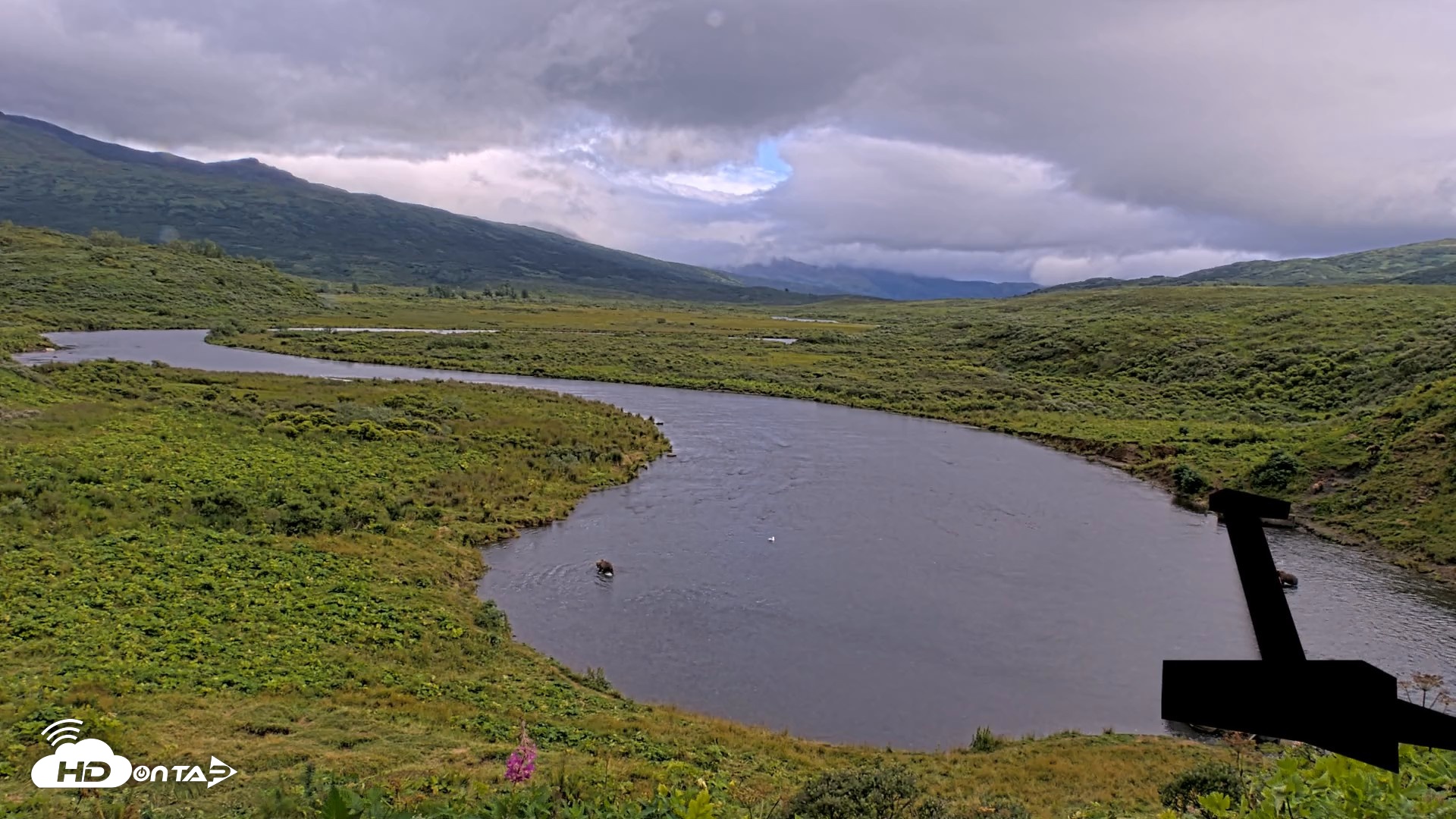 Snapshot of Kodiak Alaska Brown Bears Live Webcam taken Aug 14, 2026, 5:51pm AKDT