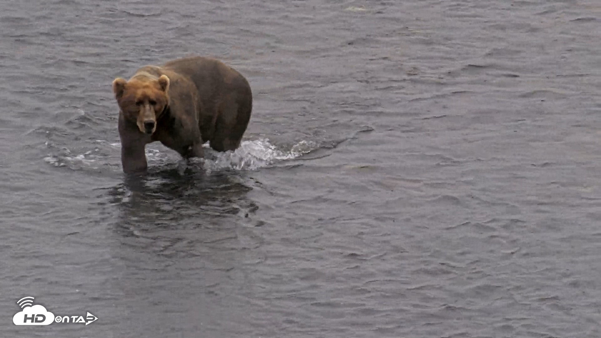 Snapshot of Kodiak Alaska Brown Bears Live Webcam taken Aug 12, 2026, 1:16pm AKDT