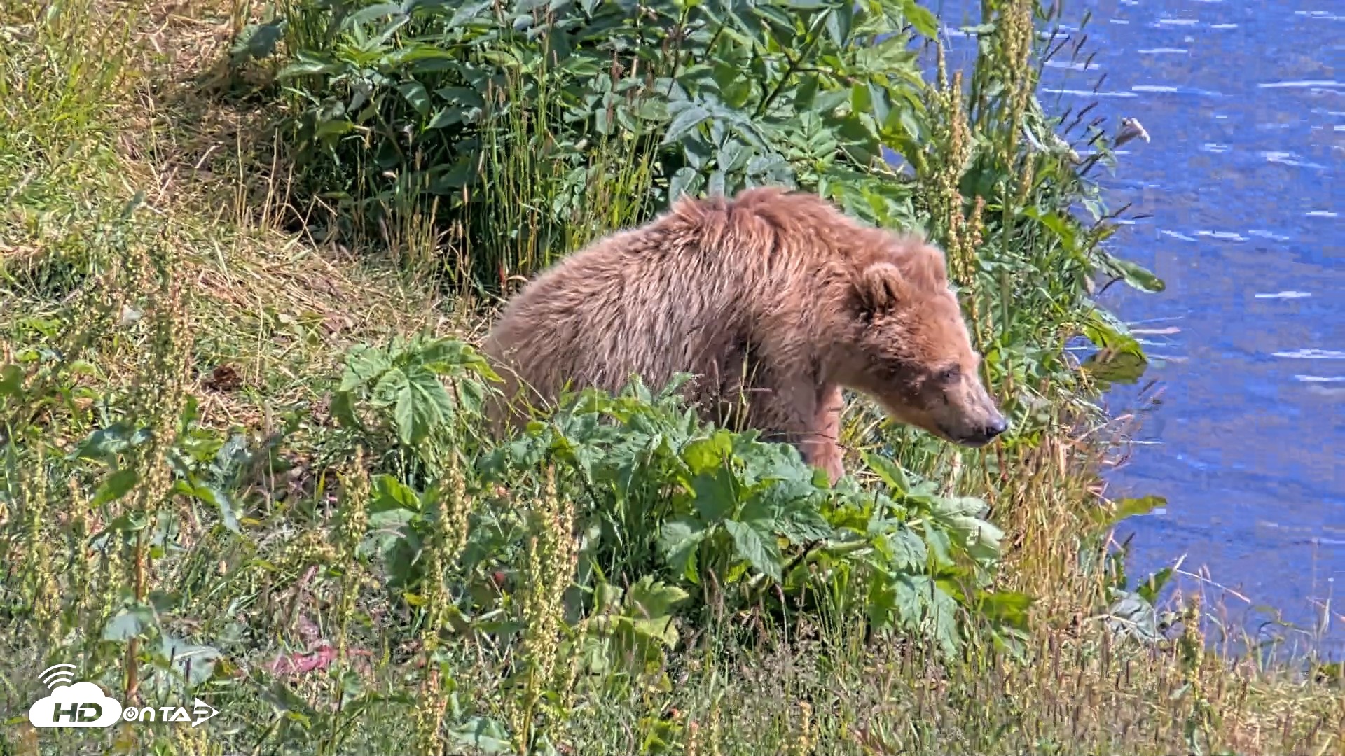 Snapshot of Kodiak Alaska Brown Bears Live Webcam taken Aug 2, 2026, 4:29pm AKDT