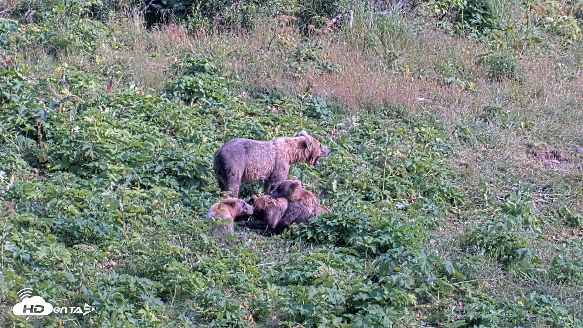 Snapshot of Kodiak Alaska Brown Bears Live Webcam taken Aug 8, 2026, 4:45pm AKDT