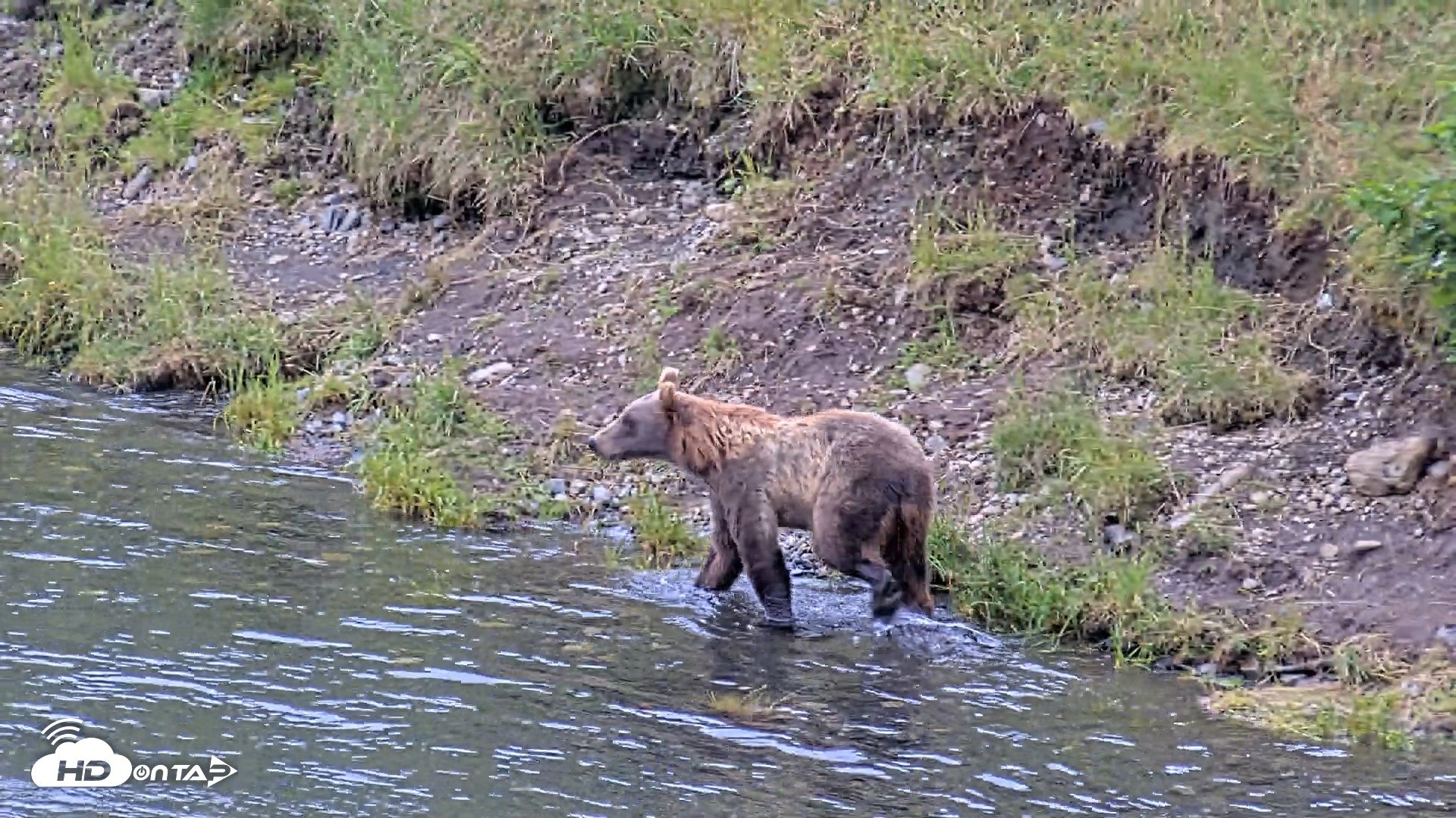 Snapshot of Kodiak Alaska Brown Bears Live Webcam taken Aug 7, 2026, 11:58am AKDT