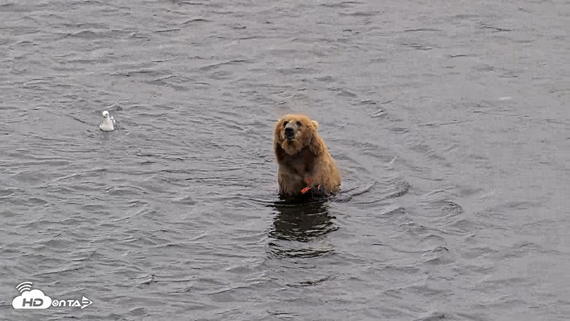 Snapshot of Kodiak Alaska Brown Bears Live Webcam taken Aug 3, 2026, 3:34pm AKDT