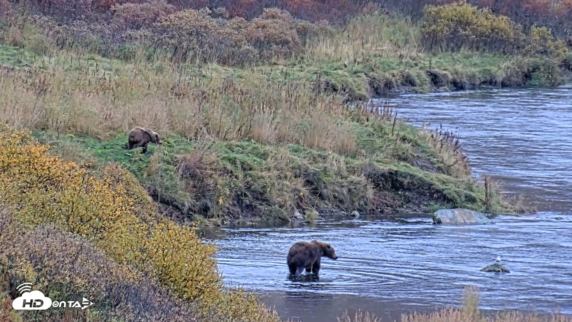 Snapshot of Kodiak Alaska Brown Bears Live Webcam taken Oct 6, 2026, 11:30am AKDT