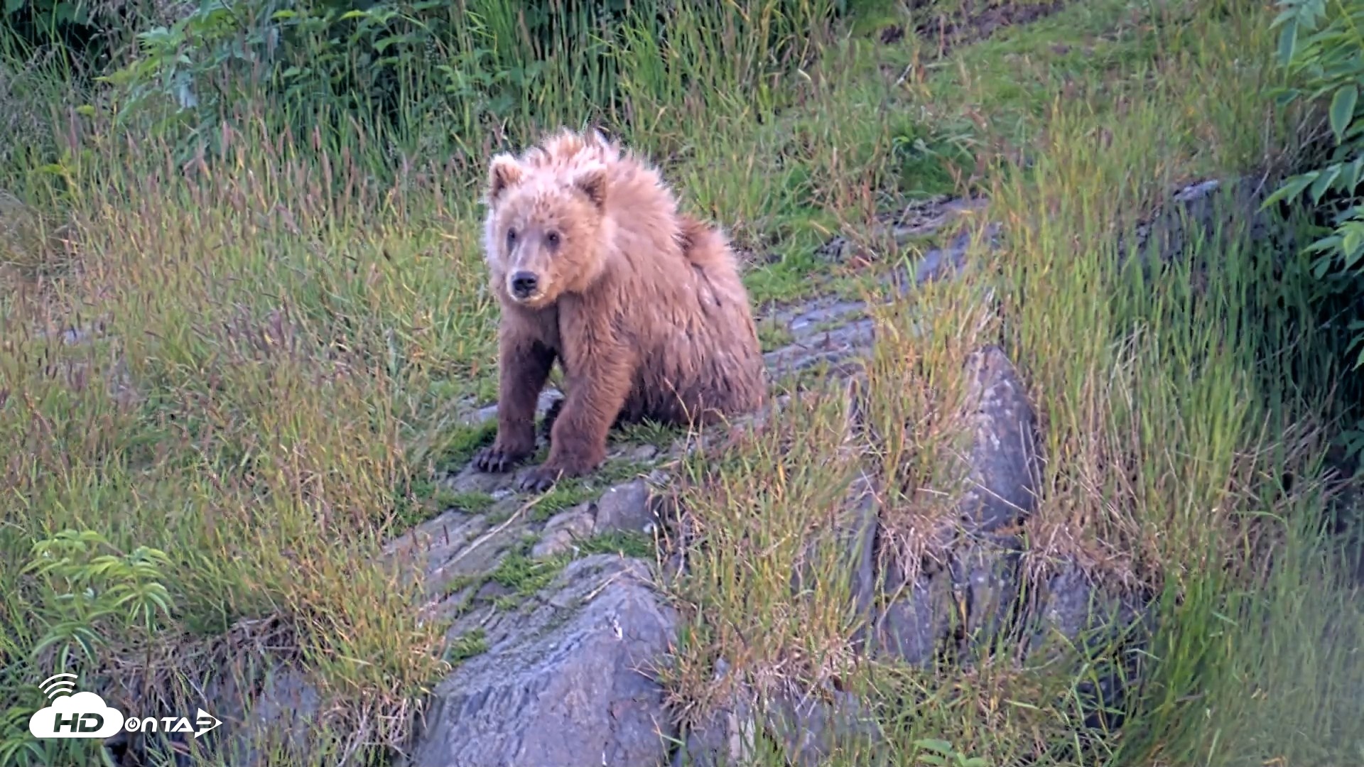 Snapshot of Kodiak Alaska Brown Bears Live Webcam taken Jul 26, 2026, 10:04pm AKDT