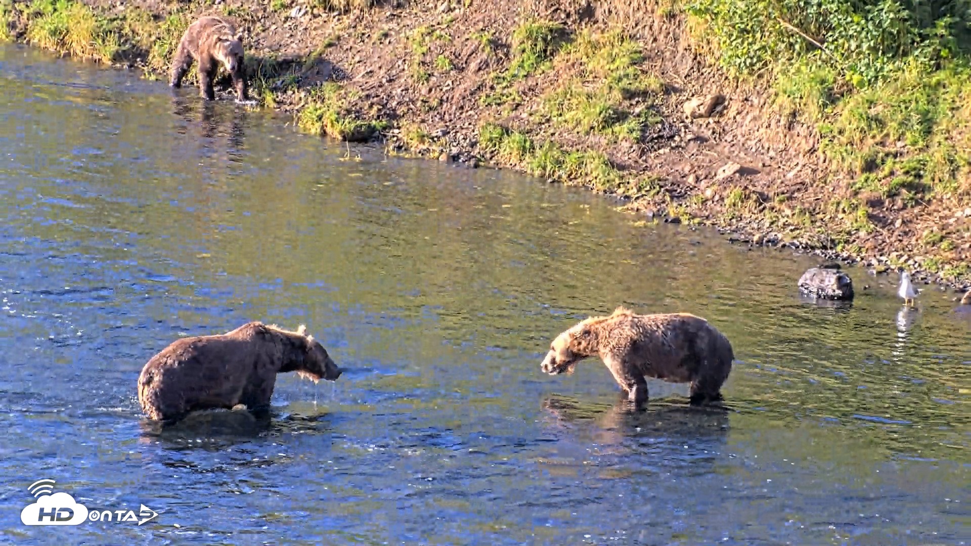 Snapshot of Kodiak Alaska Brown Bears Live Webcam taken Aug 21, 2026, 9:09am AKDT