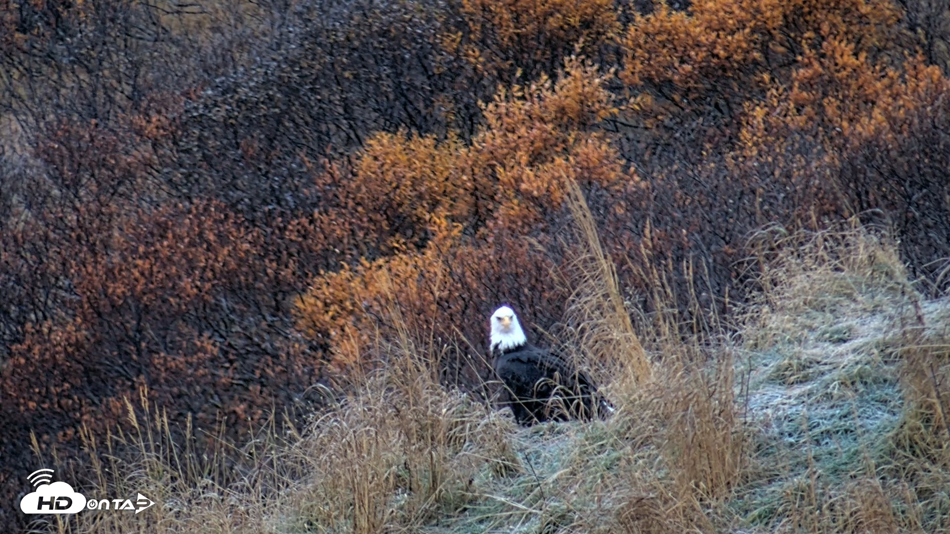 Snapshot of Kodiak Alaska Brown Bears Live Webcam taken Oct 23, 2026, 9:12am AKDT