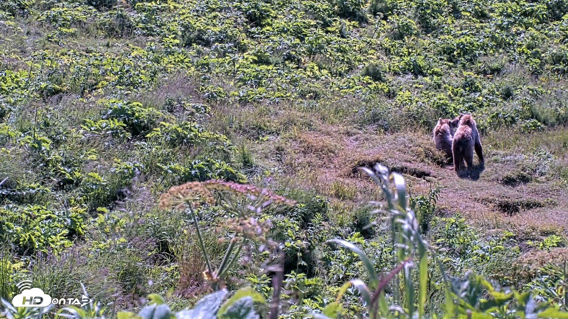 Snapshot of Kodiak Alaska Brown Bears Live Webcam taken Jul 30, 2026, 10:42am AKDT