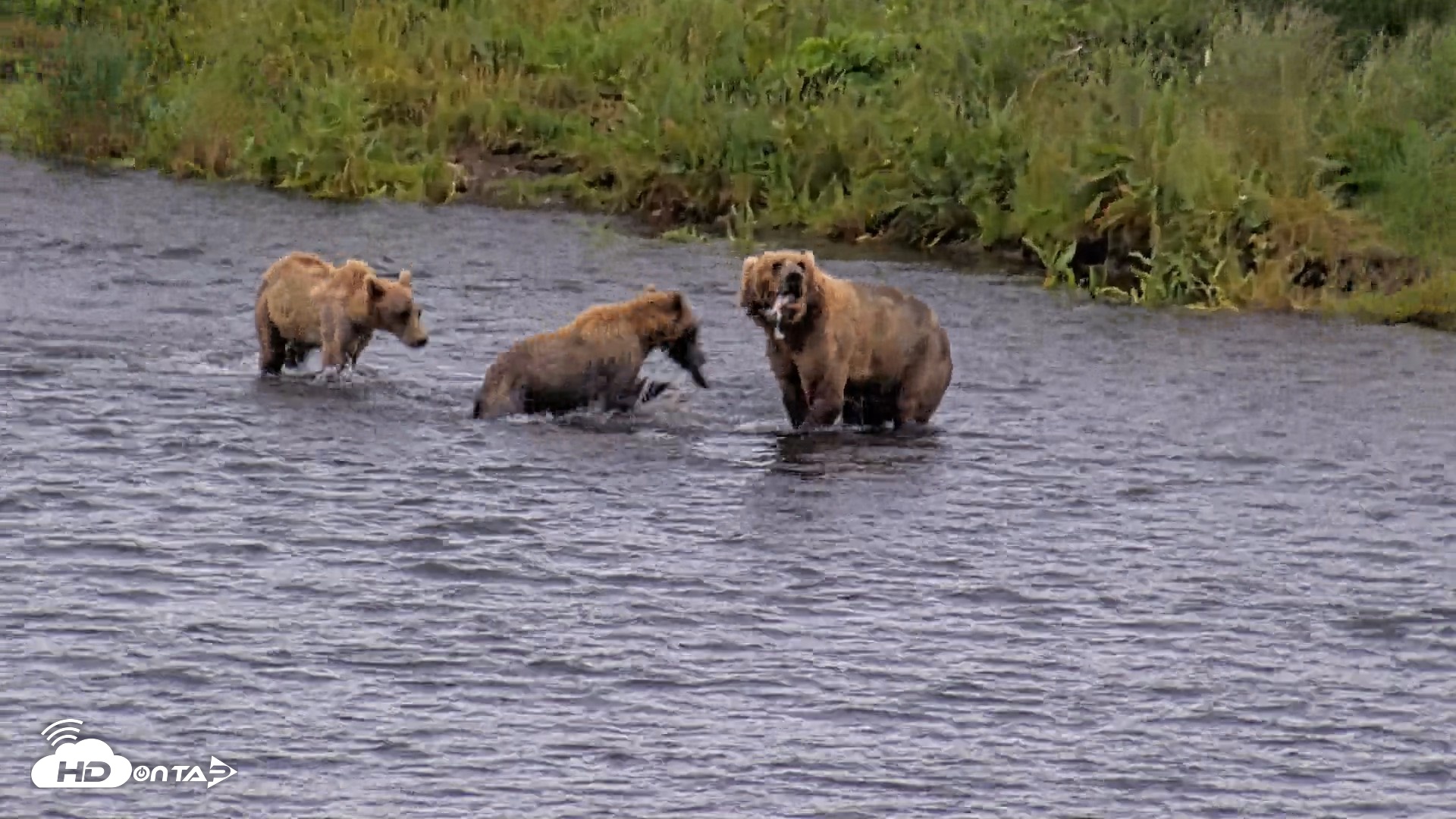 Snapshot of Kodiak Alaska Brown Bears Live Webcam taken Aug 6, 2026, 7:09pm AKDT