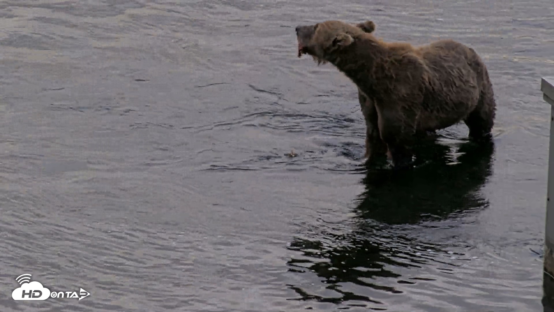 Snapshot of Kodiak Alaska Brown Bears Live Webcam taken Aug 20, 2026, 7:53pm AKDT