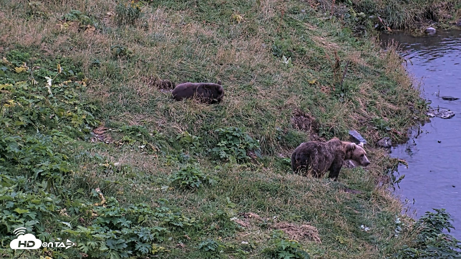 Snapshot of Kodiak Alaska Brown Bears Live Webcam taken Aug 21, 2026, 9:33pm AKDT