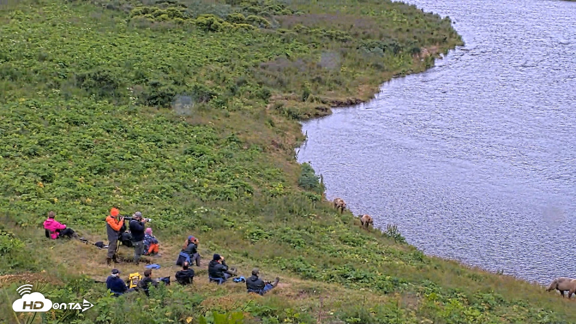 Snapshot of Kodiak Alaska Brown Bears Live Webcam taken Aug 3, 2026, 2:48pm AKDT