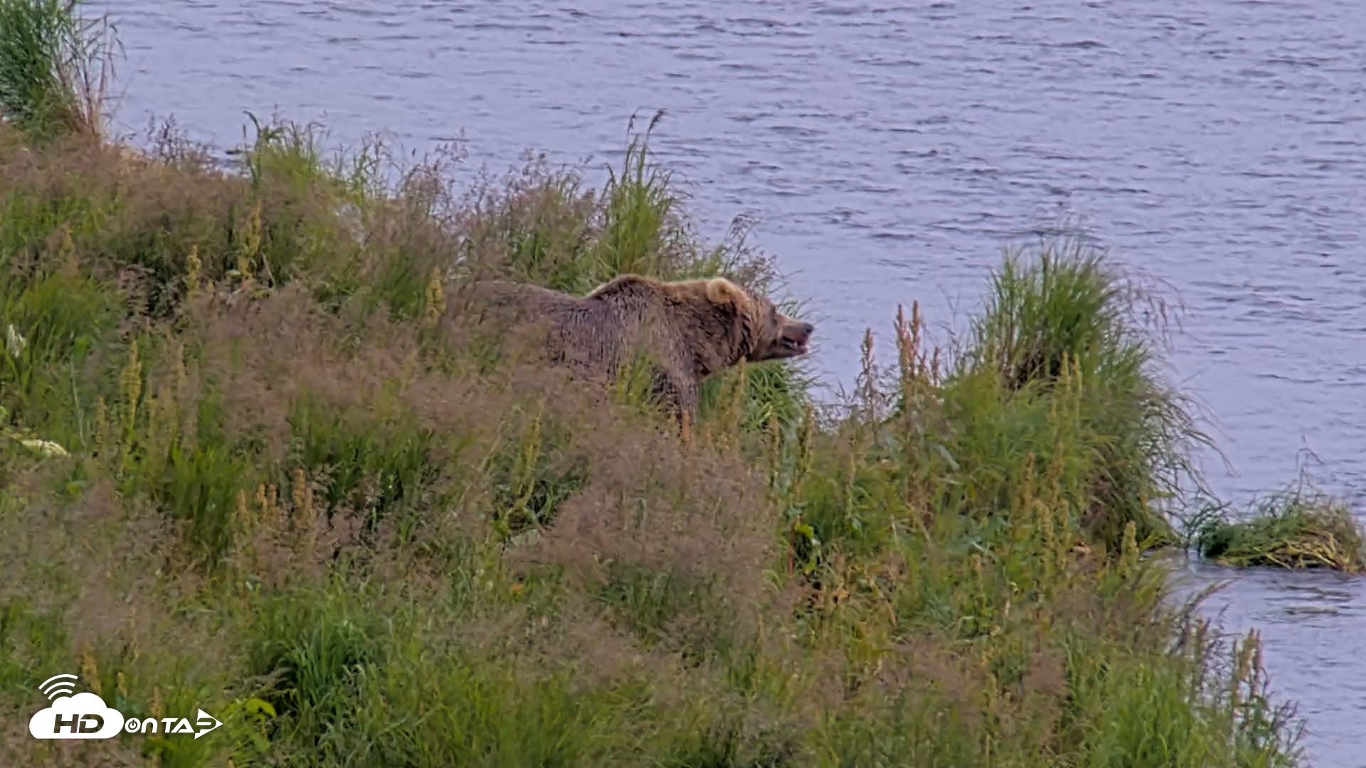 Snapshot of Kodiak Alaska Brown Bears Live Webcam taken Aug 9, 2026, 4:26pm AKDT