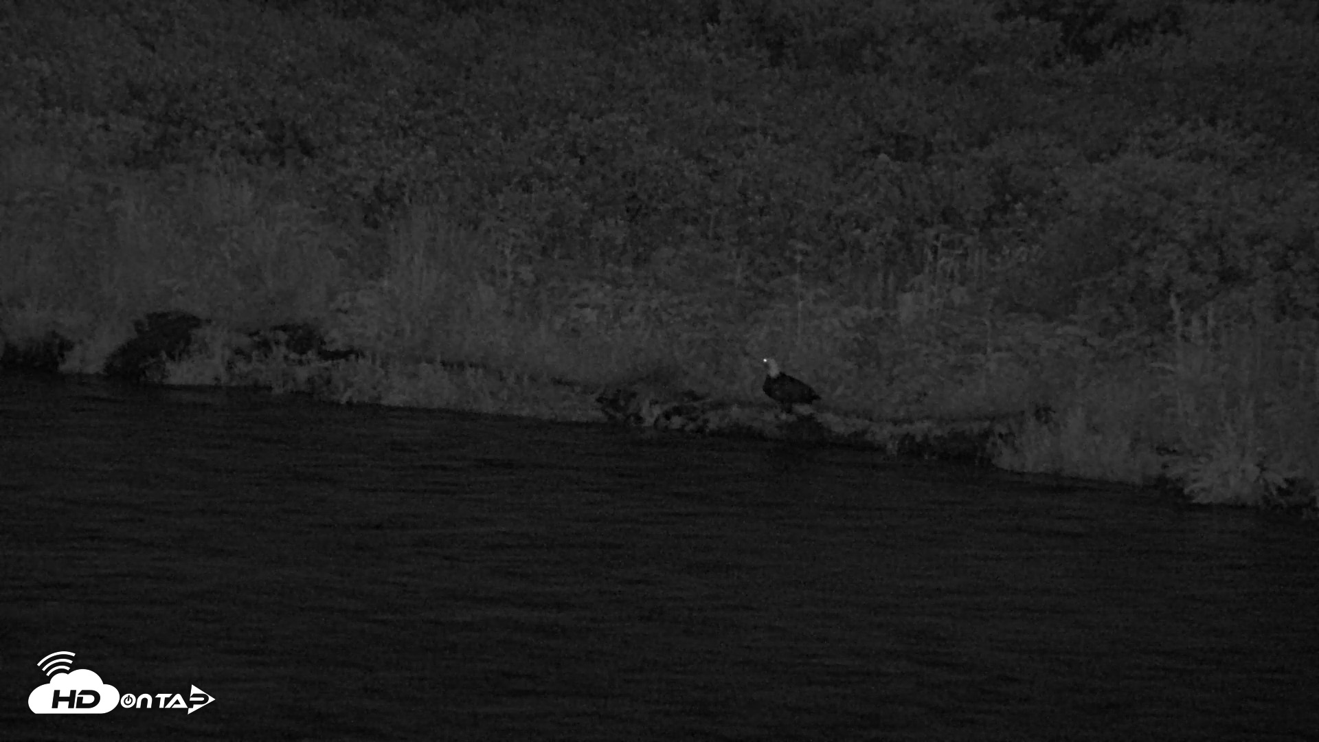 Snapshot of Kodiak Alaska Brown Bears Live Webcam taken Jul 29, 2026, 11:51pm AKDT